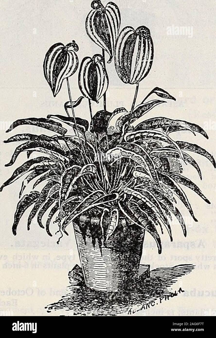 Dreer S Wholesale Price List Bulbs For Florists Flower Seeds For Florists Plants For Florists Vegetable Seeds Fungicides Fertilizers Insecticides Implements Sundries Etc Watsonia Ardernei Dreers Wholesale Price List Of Seasonable