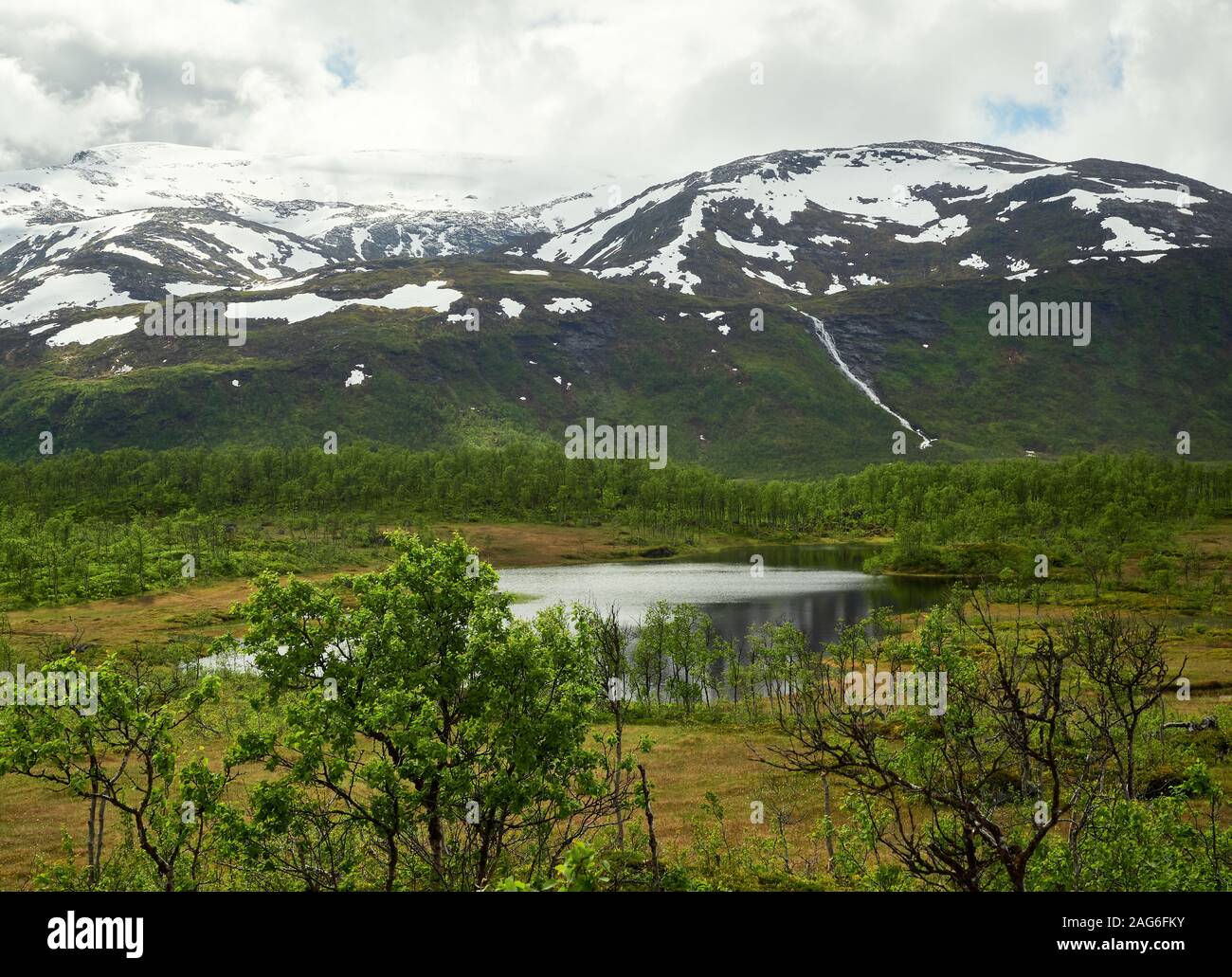 Northern summer landscape with mountains, forest at the foreground and mountain peak on the background. Senja Island, Troms County, Norway. Stock Photo