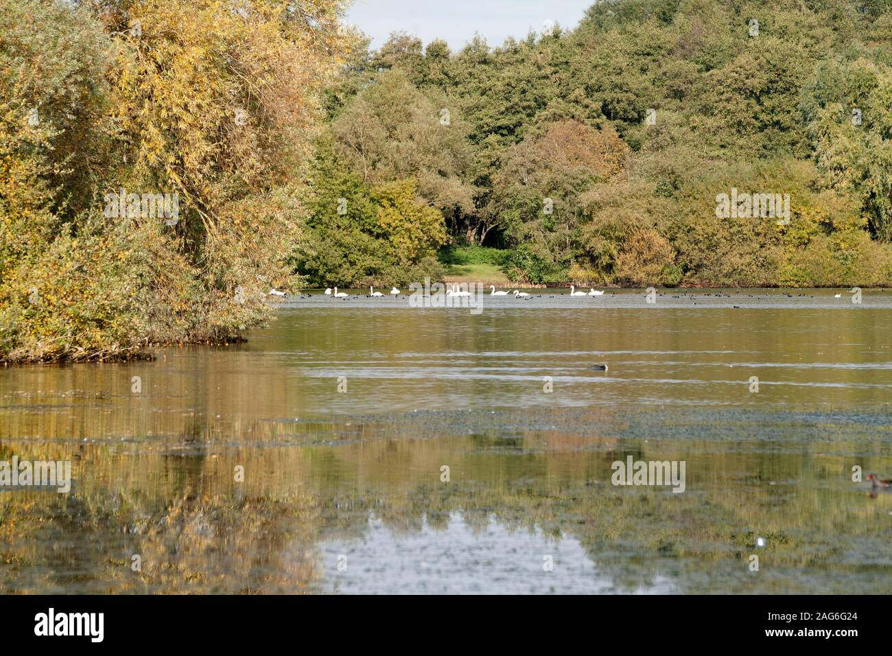 Views from banks of Conningbrook Lakes Country Park and nature reserve in Ashford, Kent United Kingdom Stock Photo