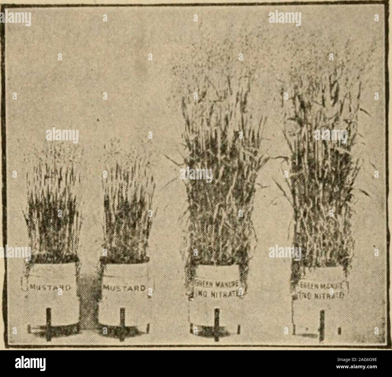 Crop Rotation Clover High Resolution Stock Photography and Images - Alamy