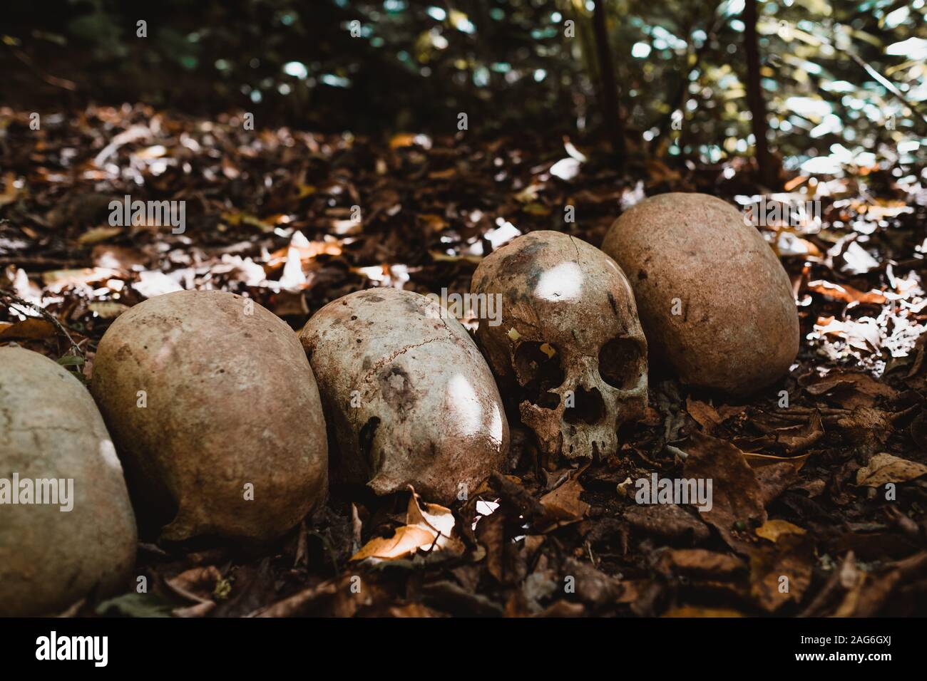 Amazing shot of a few skulls on the leaf covered ground captured in Tsavo  west, Taita hills, Kenya Stock Photo - Alamy, image size:1300x956