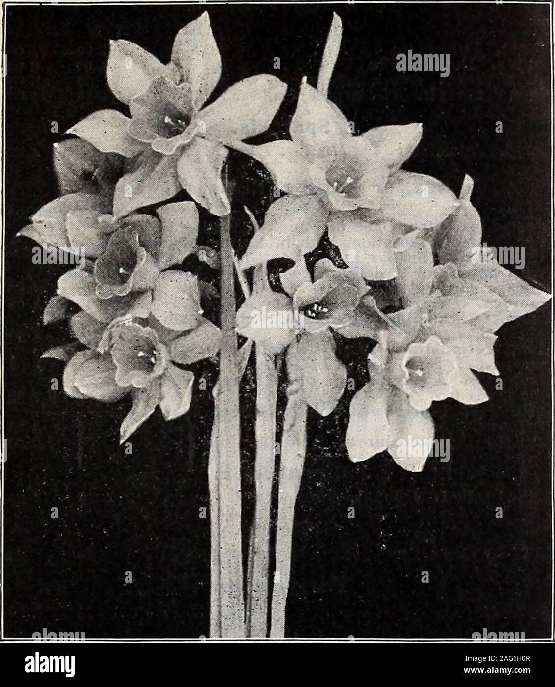 . Dreer's wholesale price list : bulbs for florists flower seeds for florists plants for florists vegetable seeds, fungicides, fertilizers, insecticides, implements, sundries, etc. GLADIOLUS BLUSHING BRIDE HENRY A. DREER, PHILADELPHIA, PA., WHOLESALE PRICE LIST 11. CAMPERNELLE JONQUILS Helleborus (Christmas Rose).Niger. Strong clumps {ready in November) . Hemerocailis (Plantain Lilies)See under Hardy Perennials, pages 24 to 34. Incarvillea (Hardy Gloxinia).See under Hardy Perennials, pages 24 to 34. Per doz. Per loo $2 25 117 50 Ixias. Per 100 Per 1000 Crateroides. Fiery scarlet $! 25 |io 00 5 Stock Photo