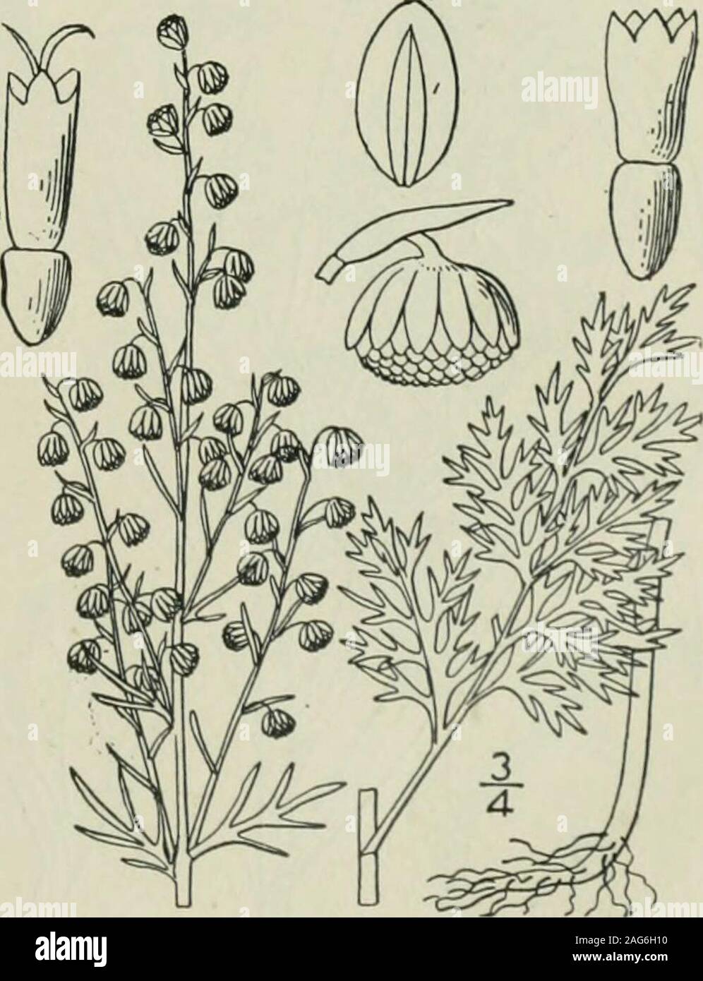 . An illustrated flora of the northern United States, Canada and the British possessions : from Newfoundland to the parallel of the southern boundary of Virginia and from the Atlantic Ocean westward to the 102nd meridian. Ohio and Colorado. Fugitive or adventive fromcentral Europe. July-Aug. 13. Artemisia vulgaris L. Common Mug-wort. Fig. 4583. Artemisia vulgaris L. Sp. PI. 848. 1753. Perennial; stem glabrous or nearly so, muchbranched, i°-35° high. Leaves i-42 long, deeplypinnatifid, into linear, oblong or somewhat spatu-late, pinnatifid, toothed or entire lobes, denselywhite-tomentose beneat Stock Photo