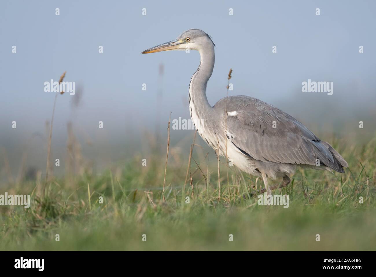 Grey Heron / Graureiher ( Ardea cinerea ) striding through a meadow, high grass, searching for food, in natural surrounding, typical pose, wildlife, E Stock Photo