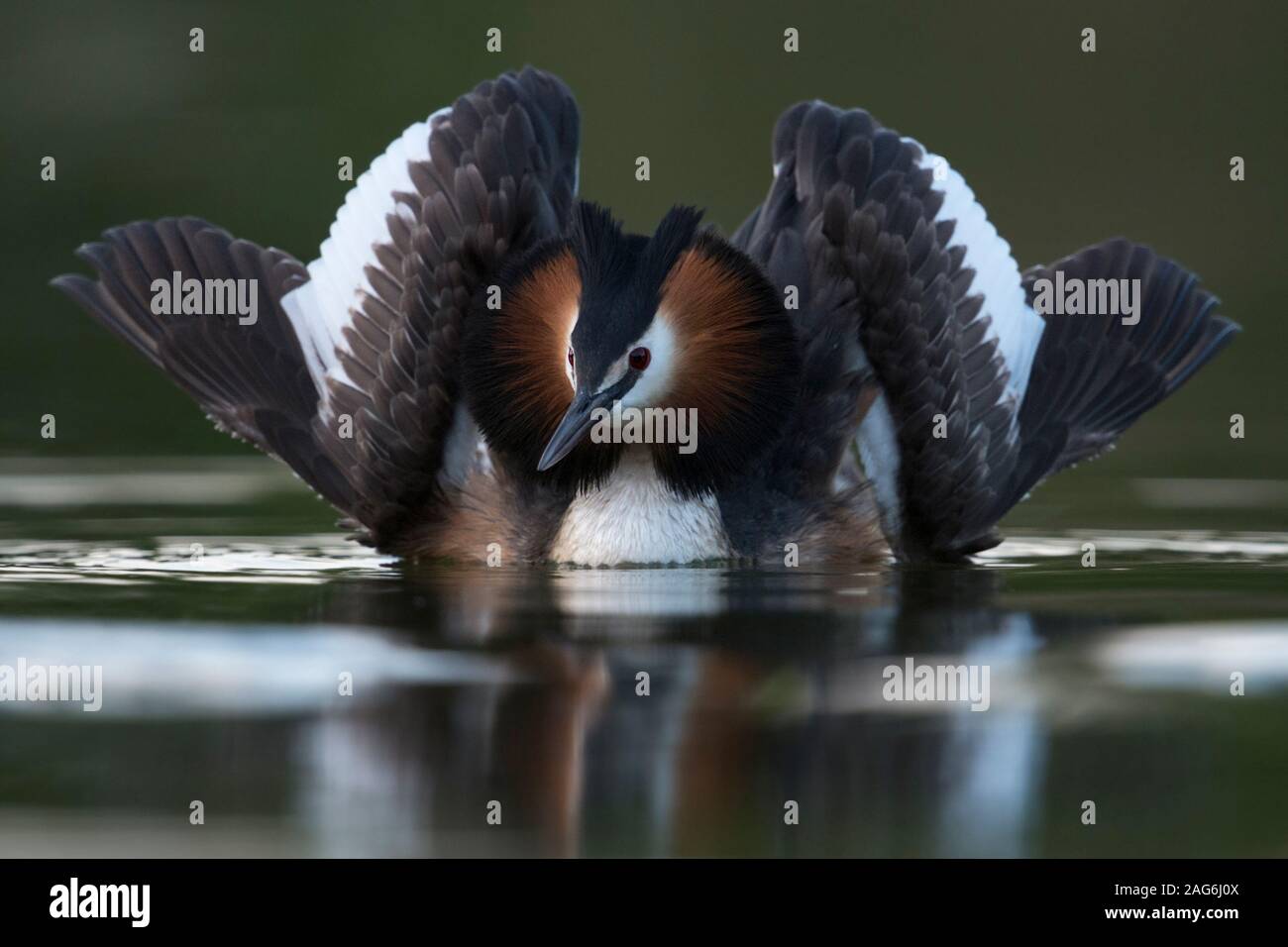 Great Crested Grebe / Haubentaucher ( Podiceps cristatus ) courting, showing cat display, half opening its wings to attract a mate, most beautiful dis Stock Photo