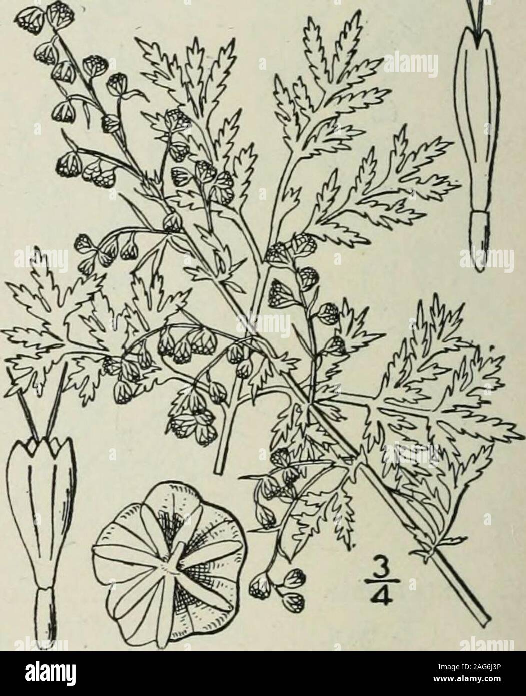 . An illustrated flora of the northern United States, Canada and the British possessions : from Newfoundland to the parallel of the southern boundary of Virginia and from the Atlantic Ocean westward to the 102nd meridian. II. Artemisia biennis Willd. Biennial Worm-wood. Fig. 4581. Artemisia biennis Willd. Phytogr. ii. 1794. Annual or biennial, glabrous throughout; stem veryleafy, usually branched, i°-4° high, the branches nearlyerect. Leaves i-3 long, 1-2-pinnately divided intolinear or linear-oblong, acutish, serrate or incisedlobes, the lowest petioled, the uppermost less dividedor rarely qu Stock Photo