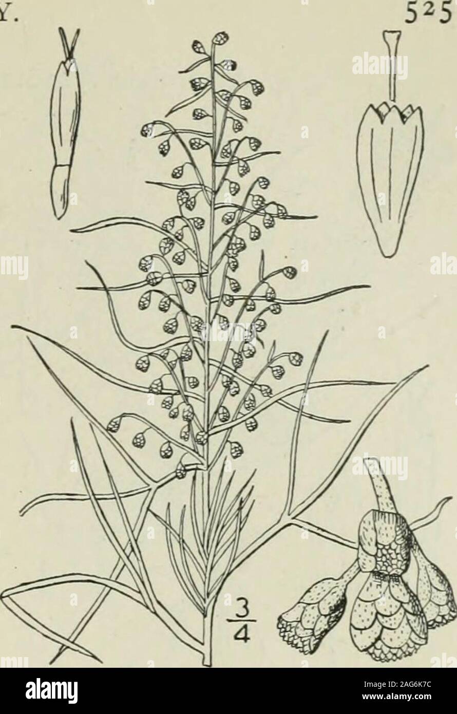. An illustrated flora of the northern United States, Canada and the British possessions : from Newfoundland to the parallel of the southern boundary of Virginia and from the Atlantic Ocean westward to the 102nd meridian. 7. Artemisia frigida Willd. Pasture Sage-Brush. Wormwood Sage. Fig. 4577. Artemisia frigida Willd. Sp. PI. 3: 1838. 1804. Perennial, woody at the base, densely silky-canes-cent all over; stem branched or simple, io-2o high.Leaves ¥-i¥ long, ternately or 5-nately dividedinto numerous short acutish mostly entire lobesless than i wide, the lower and basal ones petioled,and often Stock Photo