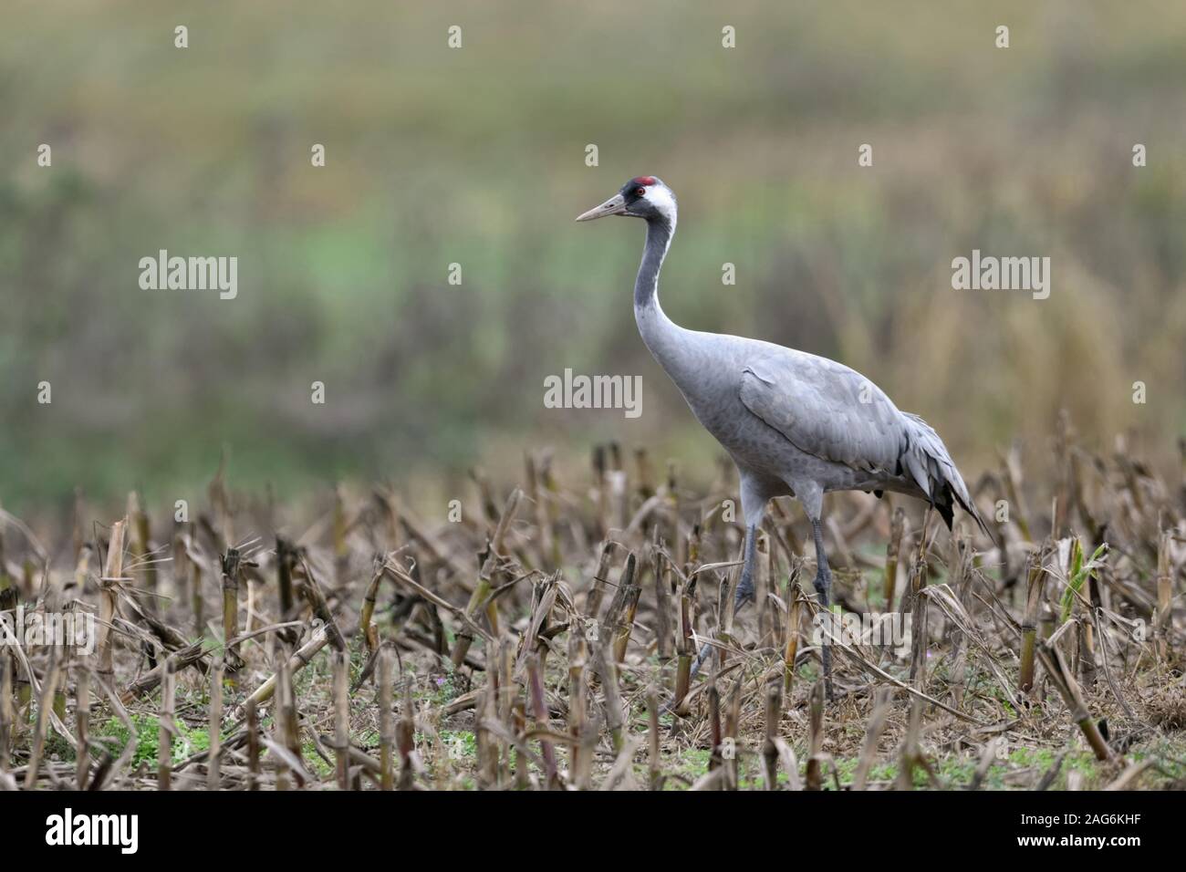 Common Crane ( Grus grus ), resting on farmland, corn field, migratory bird searching for food, wildlife, Europe. Stock Photo