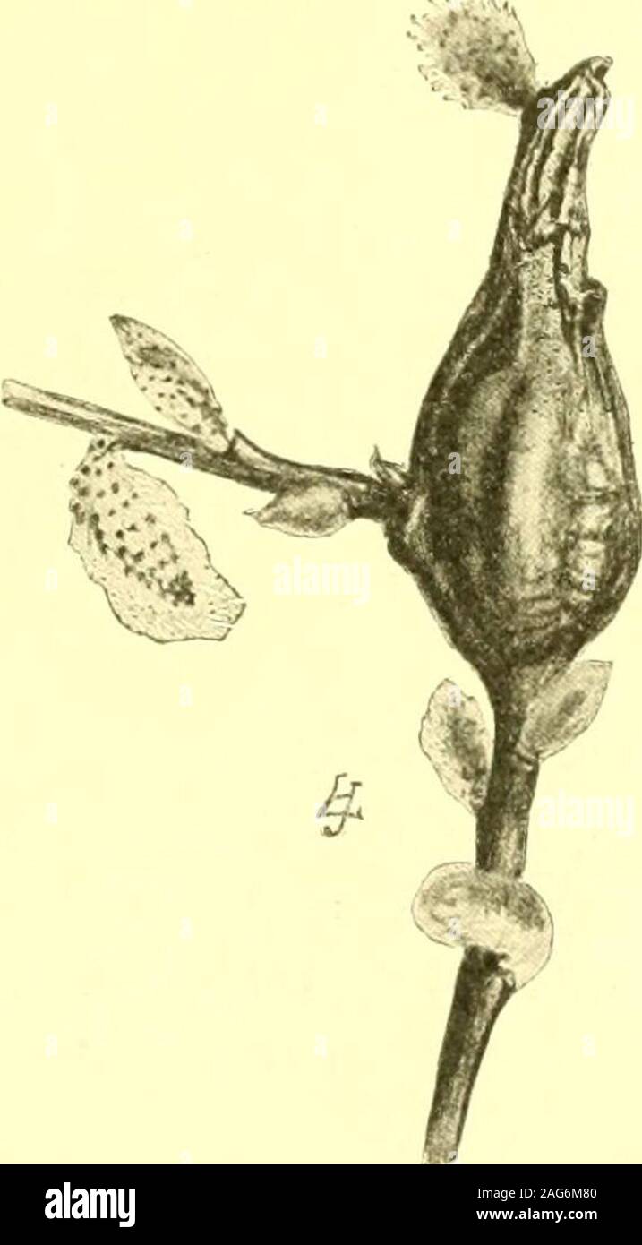 . Report of the State Entomologist on injurious and other insects of the state of New York. ge, Dasyneura smilacifolia FeltIrregularly rounded, abrupt, polythalamous, green stem dwellings, diameter 16mm. Fig. 145, 6. B:utm. 09, p. 143 Cynipid. Smilax stem gall, Diastrophus smilacis Ashm. Dioscoreaceae (yam)DioscoreaIrregular, warty stem gall. Fig. 24. Itonid. Cecidomyia sp. Iridaceae (Iris family)Iris (fleur-de-lis)Oval, green lea* gall, length 12 to 18 mm, diameter 12 mm. PI. 4, fig. 2.Claus. 18, p. 9 Dipt. Iris leaf gall, Agromyza laterella Zett. KKV TO AMERICAN INSF.CT GALLS 29 Orchidaceae Stock Photo