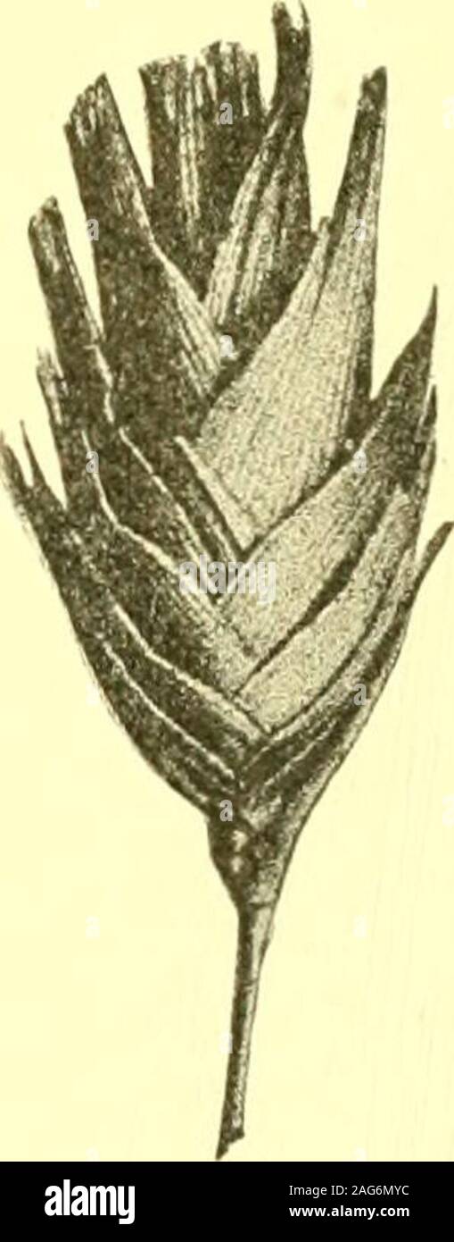 . Report of the State Entomologist on injurious and other insects of the state of New York. Fig. 19.Siteroptesc a r n e a Bks.Aborted plantof A r 1 s t i d apurpurea.(Original). Fig. 20. Aster-omyia agros-tis O. S. De-formed head ofMuhlenbergia. (Au-thors illustration) Panicum virgatumBlackened leaf sheath infested by orange-colored larvae, length of discoloredarea 3 cm. Fig. 18. Felt i6f, p. 182 Itonid. Black-sheath midge, Lasioptera inustorum Felt Echinochloa crusgalliOccurring in fibrous, somewhat decayed stems of the crown or in the lower por-tions of uninjured stems. Felt i6f, p. 181 Iton Stock Photo