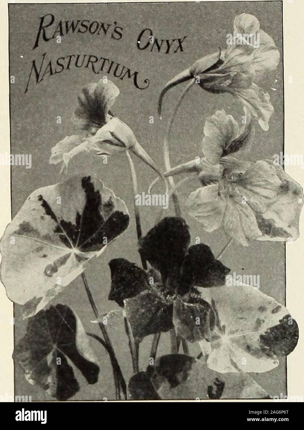 . Rawson's garden manual / W.W. Rawson & Co.. SEEDS. New Nasturtium, Rawsons Onyx, A distinct, new type, producing laisc llowers anda silver variegated foliage. The foliage is simplywonderful in its varifgation. No two leaves arealike. The accompanying illustration does not doit half justice. This must be seen to be appreci-ated. We offer :5296 Rawsons Tall Onyx Mixture. Pkt. i5cts., oz. 60 cts., 4 ozs. S2.5396 Rawsons Dwarf Onyx Mixture. Pkt. 15c., oz. 60 cts., 4 ozs.5475 NEMESIA LILACINA. New annual fromGernuui Southwest .Africa. Small snap-dragon-like tiowers; bushy growth; heiglit10 inches Stock Photo