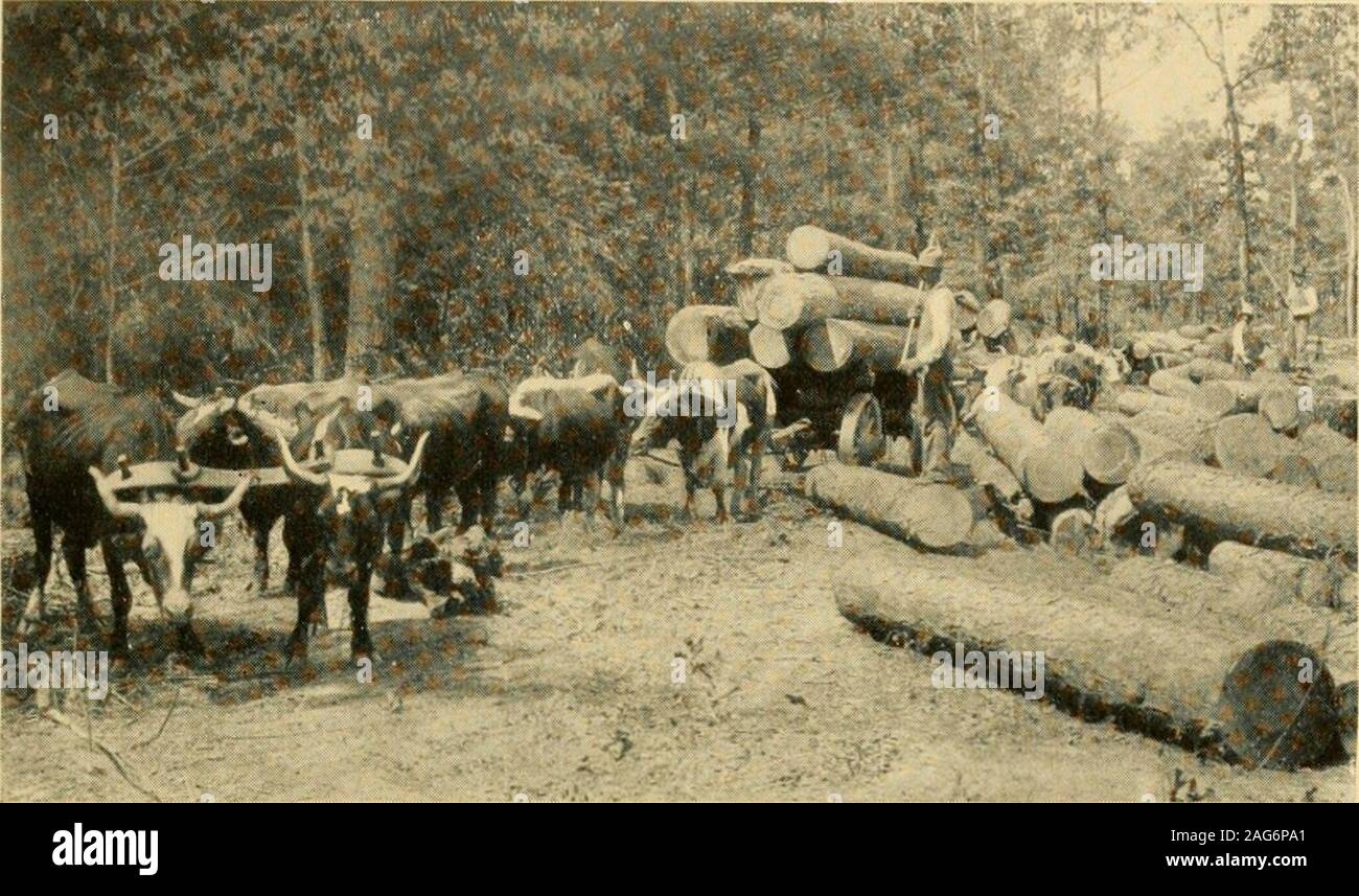 . Louisiana and Arkansas railway; its territory industries and financial condition ... CUTTING TIMBER AT SPRING HILL LOUISIANA AND ARKANSAS RAILWAY. HAULING LOGS TO LOADER in which strength is required and large quantities are usedin bridge building. Lumbering operations on an importantscale throughout this region are of comparatively recentdate, although far-seeing lumbermen of the North have Stock Photo