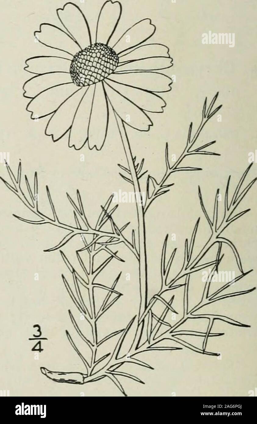 . An illustrated flora of the northern United States, Canada and the British possessions : from Newfoundland to the parallel of the southern boundary of Virginia and from the Atlantic Ocean westward to the 102nd meridian. 0-30, white, spreading; recep-tacle hemispheric or ovoid; achenes obpyramidalwith three prominent ribs; pappus a short entireor 4-toothed crown. In fields and waste places, Newfoundland to NewJersey, Pennsylvania and Michigan. Naturalized oradventive from Europe. June-Sept. 2. Matricaria grandiflora (Hook.) Britton.Arctic Camomile. Fig. 4566. Chrysanthemum grandiflorum Hook, Stock Photo