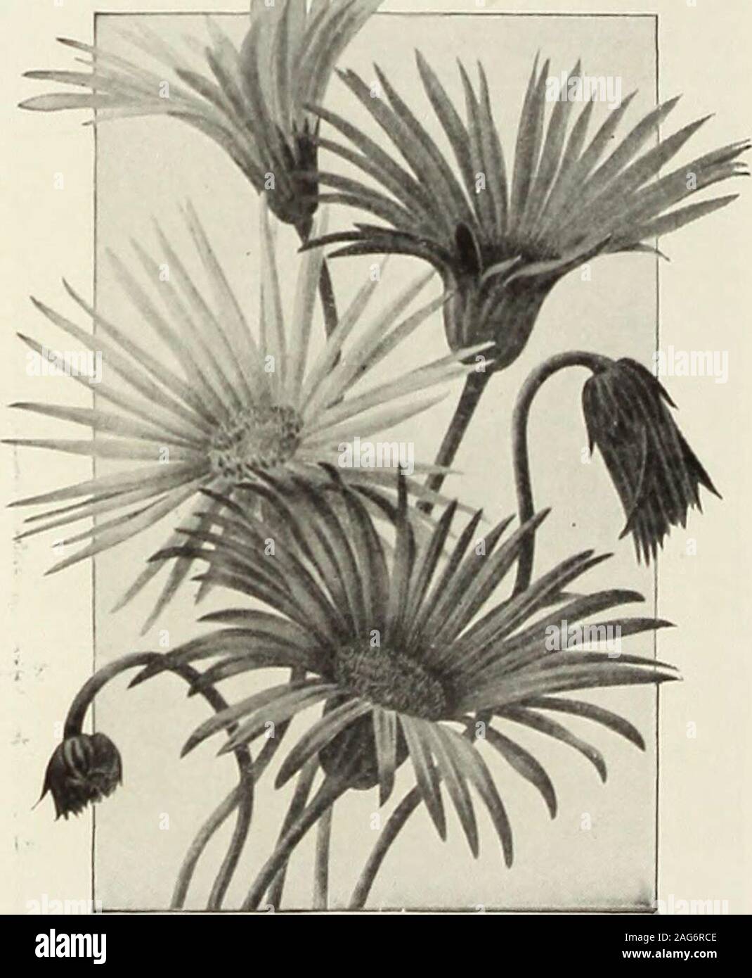 . Rawson's garden manual / W.W. Rawson & Co.. larkspur-like foliage;toward June of its second year it commencesto throw up a strong shoot from the center,which, about August, attains a height of 3 feet.Pkt. 25 cts. 3962 GYPSOPHILA ELEGANS, SNOWDRIFT. (.nual.) . most beautiful iiovclly, l)eiiit; dis-tinct from the regular by its enormous flowers,of a glistening pure white, and its habit offlowering twice in one season. I-feight 15 inches.Pkt. 15 cts. 3965 GYPSOPHILA ELEGANS, CARMINEA. .? new color, l)rij;lit i arniiiu- : i.i|uisite forbouiiuels. .nual. 1  &gt; iiu lus high. Ikt. i ts.4468 LA Stock Photo