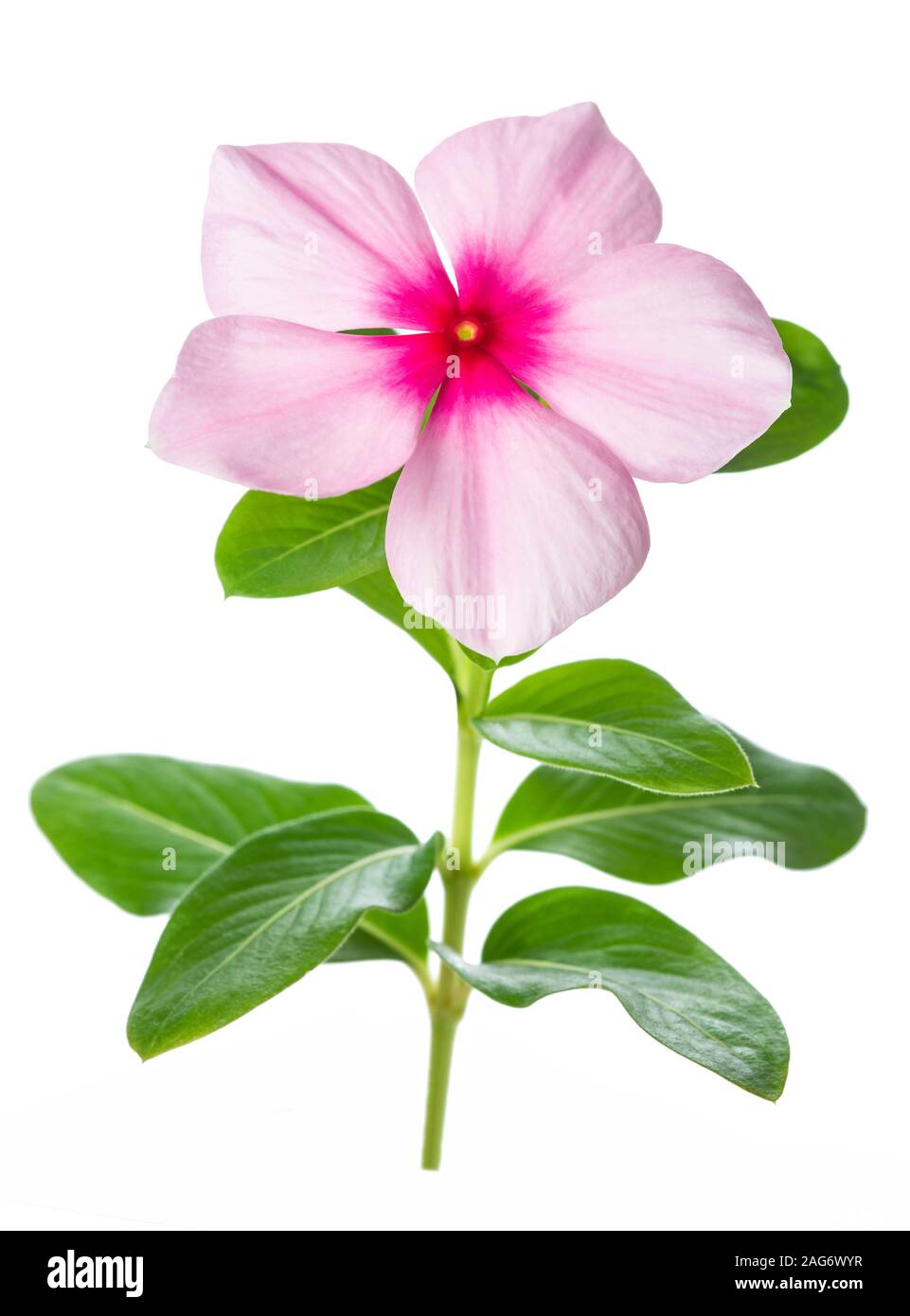 Madagascar periwinkle flower isolated on white background Stock Photo
