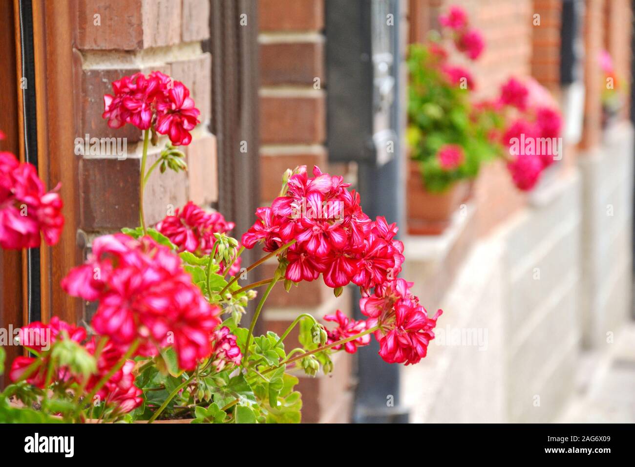 pink flowers in the windows Stock Photo Alamy