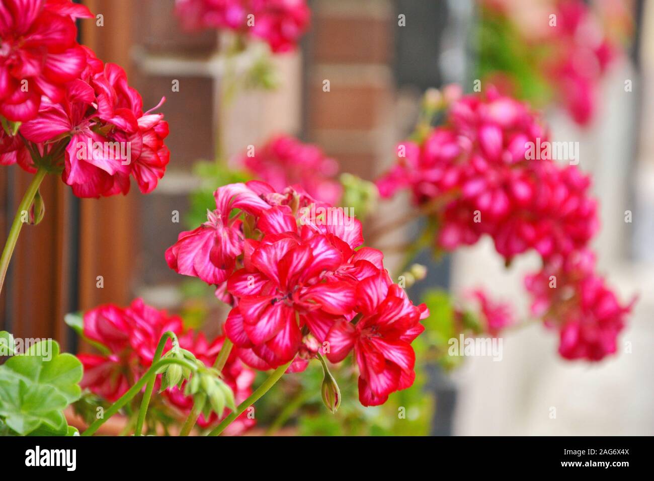 pink flowers in the windows Stock Photo Alamy