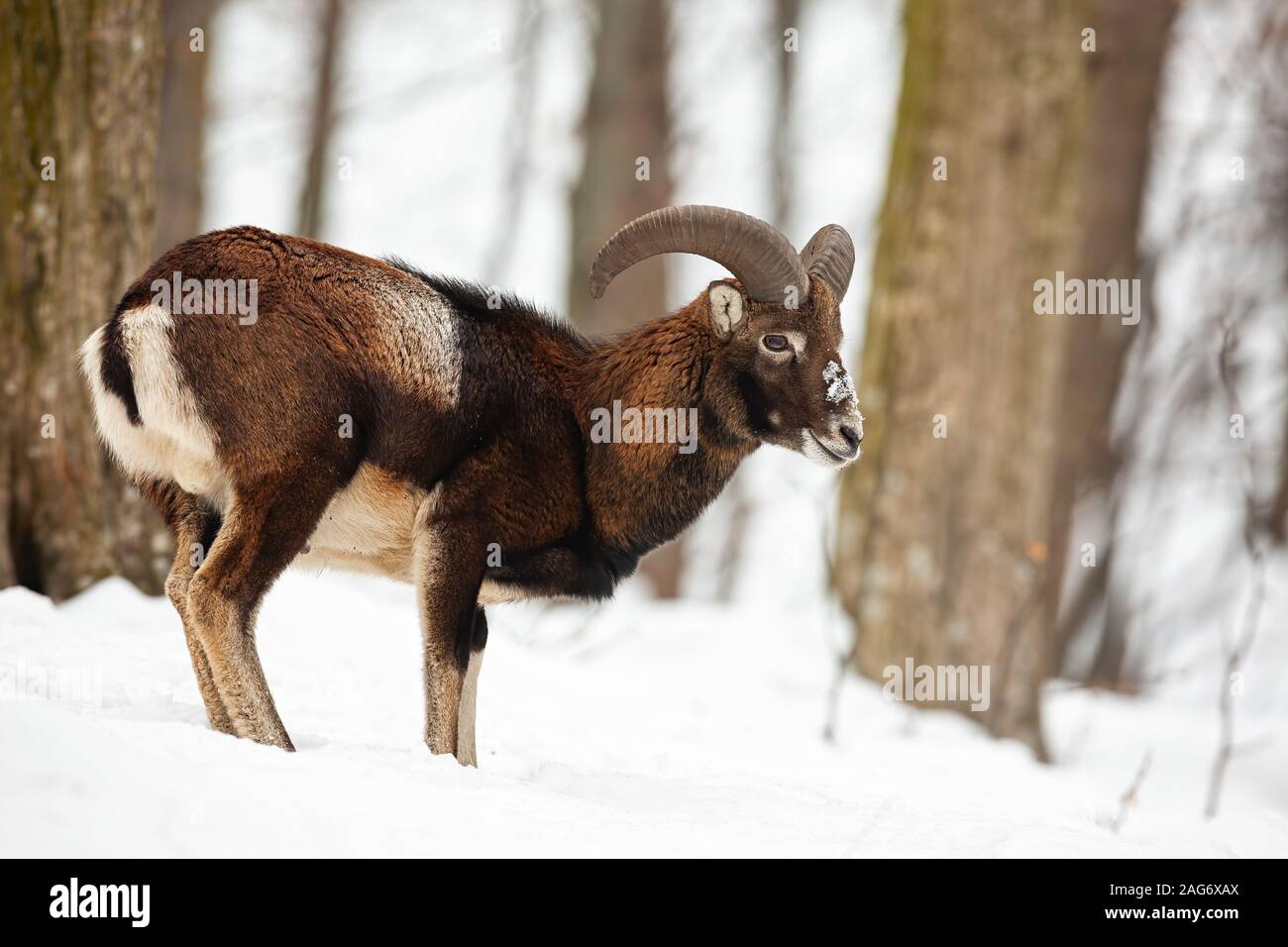 Mouflon ram standing and watching in forest in wintertime. Stock Photo