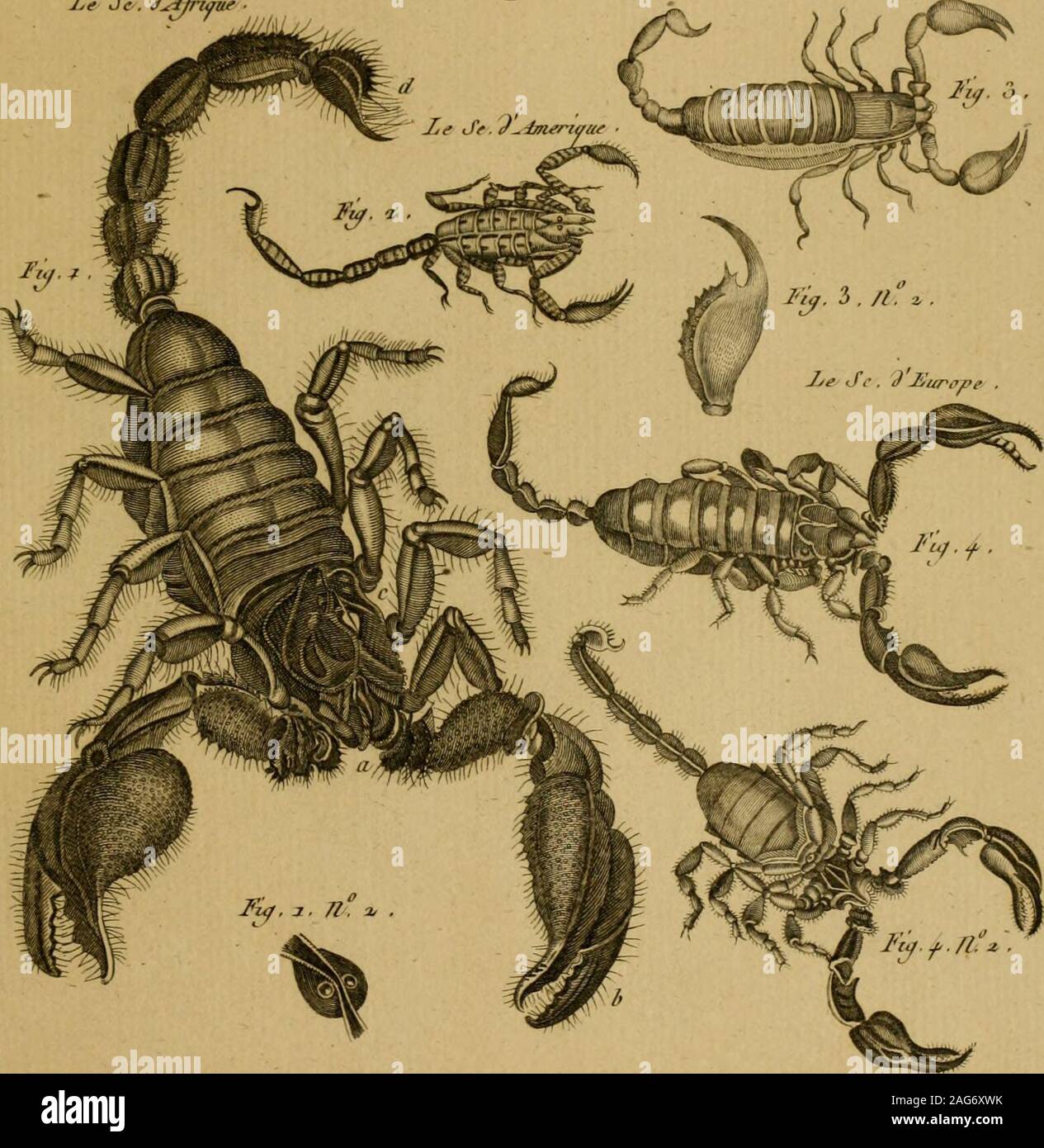 . Encyclopédie méthodique : Histoire naturelle. Le Je. d^Jnaue Scorpion. Jye J-. //lattre ,. Ihsloire /lah// ^e/Ze, Jno^erMn Jiffurd I&gt;trejcil. Pil ri.:2G:). Stock Photo