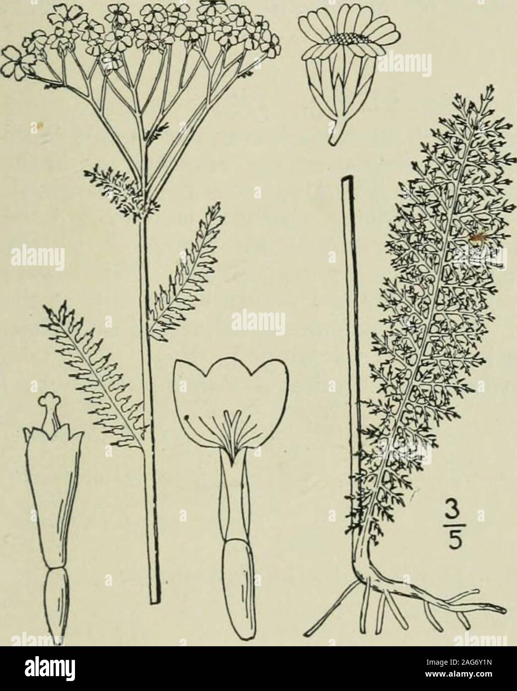 . An illustrated flora of the northern United States, Canada and the British possessions : from Newfoundland to the parallel of the southern boundary of Virginia and from the Atlantic Ocean westward to the 102nd meridian. 2. Achillea Millefolium L. Yarrow.Milfoil. Fig. 4553. Achillea Millefolium L. Sp. PI. 899. 1753. Perennial from horizontal rootstocks; flow-ering stems pubescent, or nearly glabrous, sim-ple, or corymbosely branched above, i°-2°high. Basal leaves, and those of the numerousshort sterile shoots, mostly petioled, sometimes10 long and * wide, those of the stem sessile,all narrowl Stock Photo