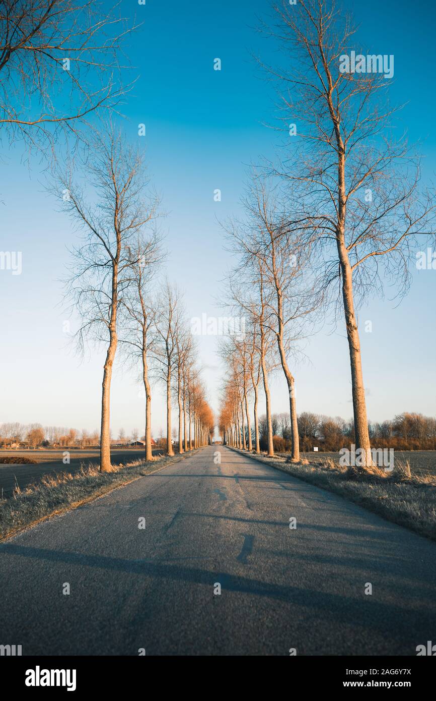 Vertical shot of a road surrounded by trees under the blue sky captured ...
