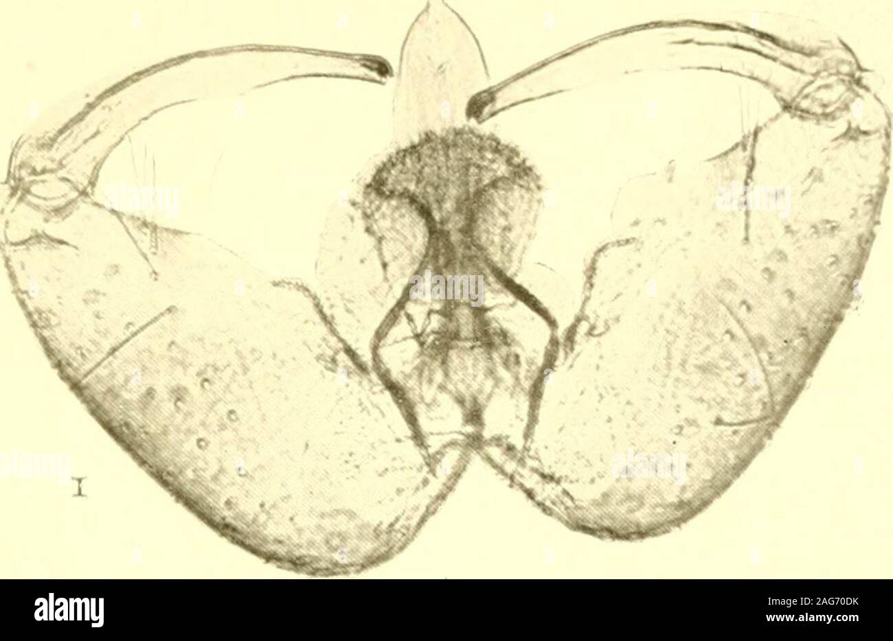 . Report of the State Entomologist on injurious and other insects of the state of New York. PLATE 9223 Gall Midge Genitalia 1 Genitalia of Aphidoletes recurvata Felt, C. 825 X 260 2 Genitalia of Aphidoletes hamamelidis Felt, C. 401 X 260 3 Genitalia of Bremia podophyllae Felt, C. 352 x 260 4 Genitalia of Bremia caricis Felt, C. 292 x 260 5 Genitalia of Contarinia ampelophila Felt, C. 9 x 260 224 Plate g )^^^^^^. Stock Photo