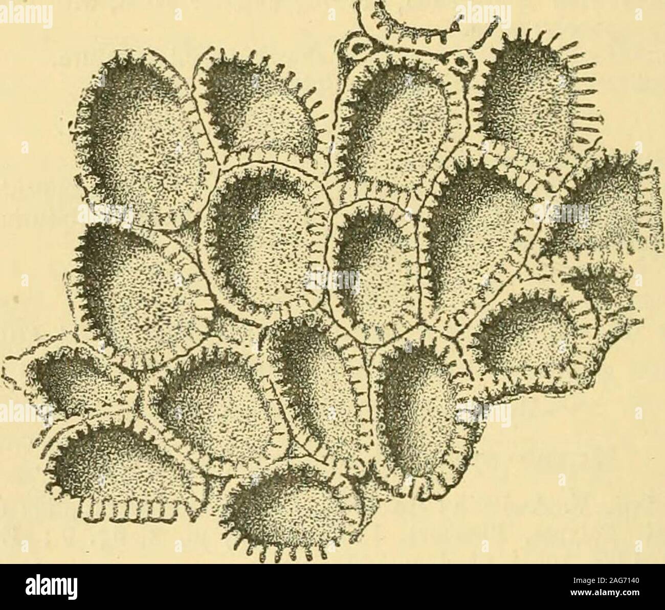 . Geological magazine. ly triangular, situate inthe anterior angles of the space between the zocecial walls, sparselydeveloped. 304 H. W. Burrows—A Bryozoan from Mekran Coast. The colony under description is attached to the apical whorls ofa Neptimea, closely allied to the Crag N. jugosa (S. V. Wood), andwhich was found enclosed in one of the Mekran nodules. The zooecia are rather distorted and crowded together as theyaccommodate themselves to the sutures and ridges of the molluscon which they have grown. The mature zooecia measure about0*20 by 033 mm., and are almost quadrangular, with slight Stock Photo
