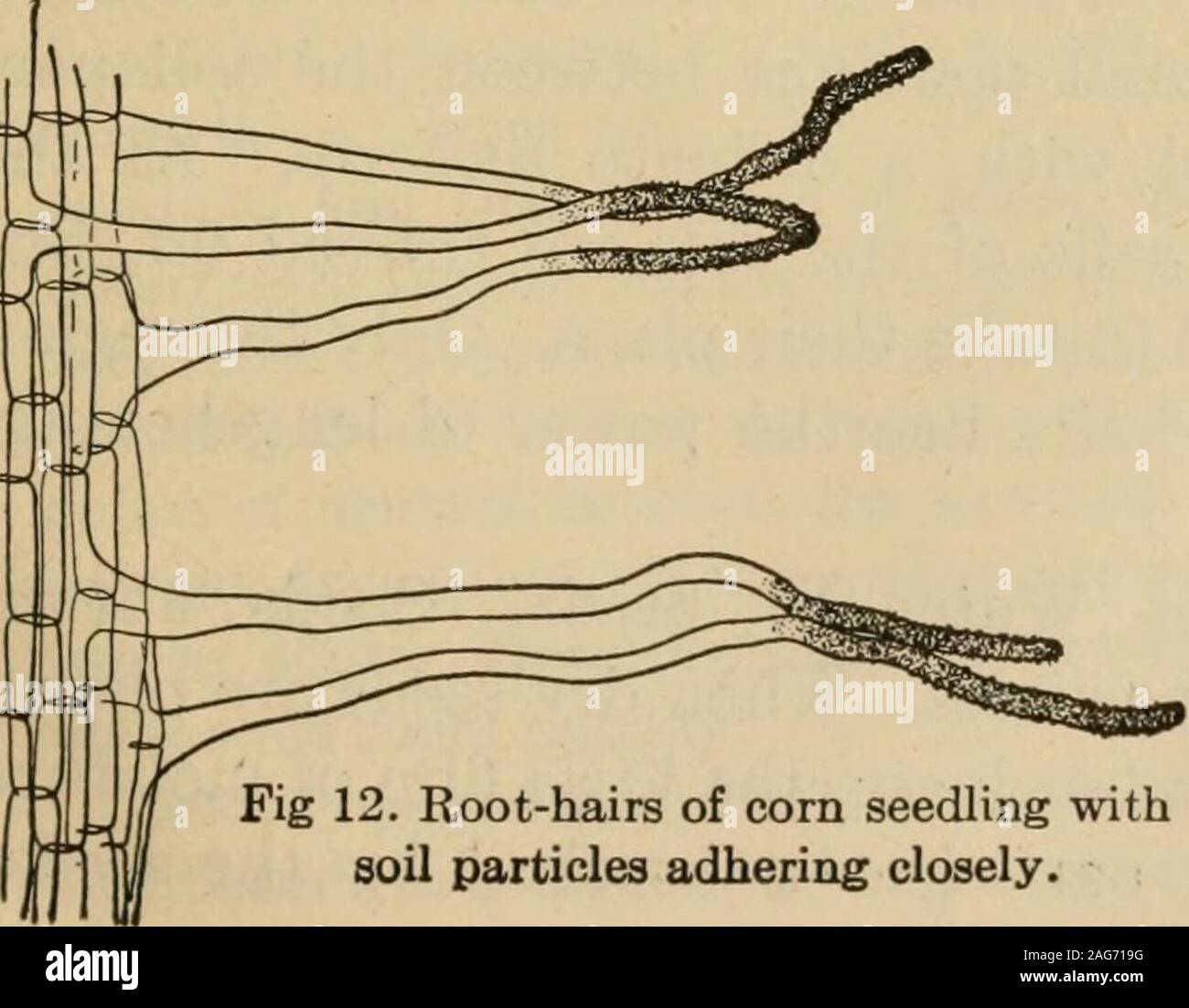 The Root Grows First Earlystages hi-res stock photography and images - Alamy