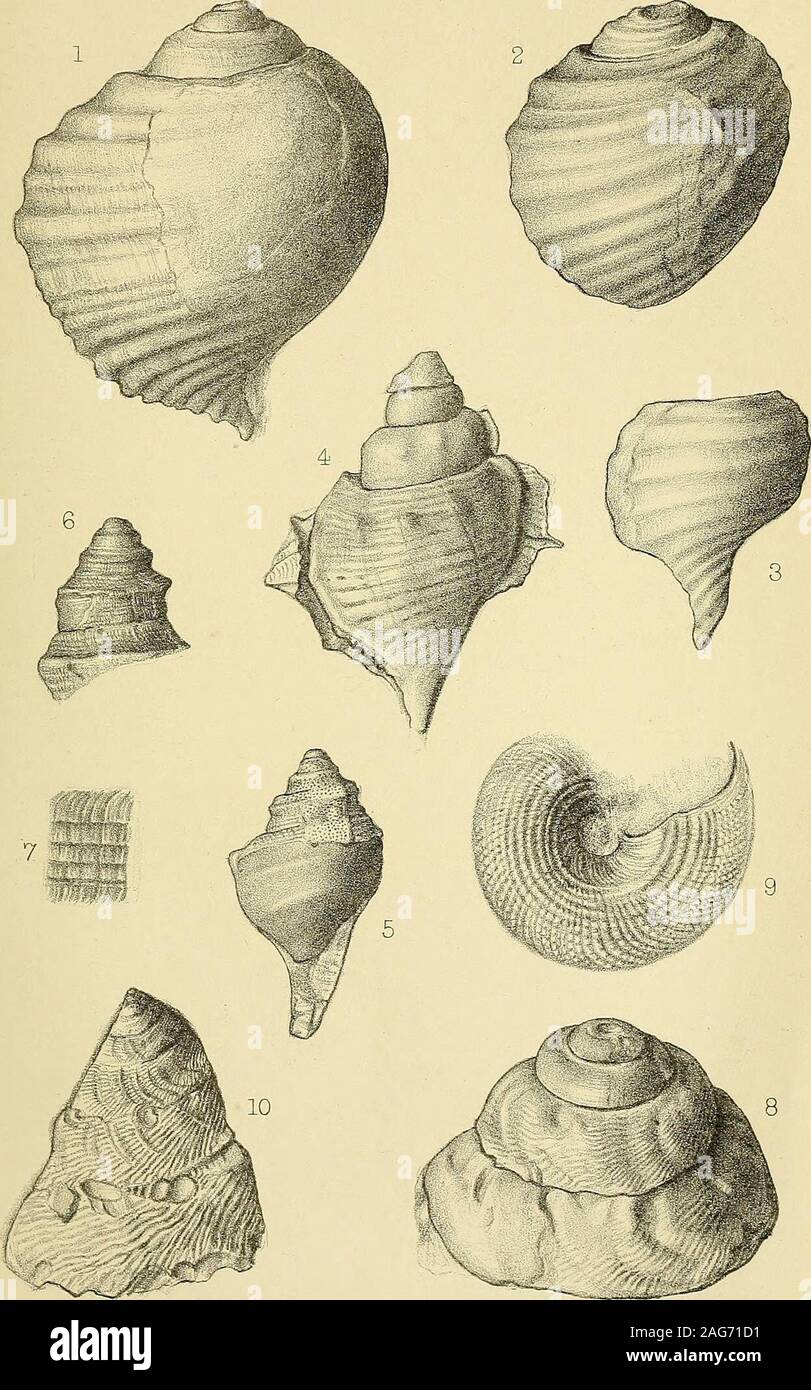 Geological magazine. s of Europe, would tend to prove that theMekran  nodules are of Pliocene age. The specimen shows both cast and shell  structure, the left of thespire being partially enveloped