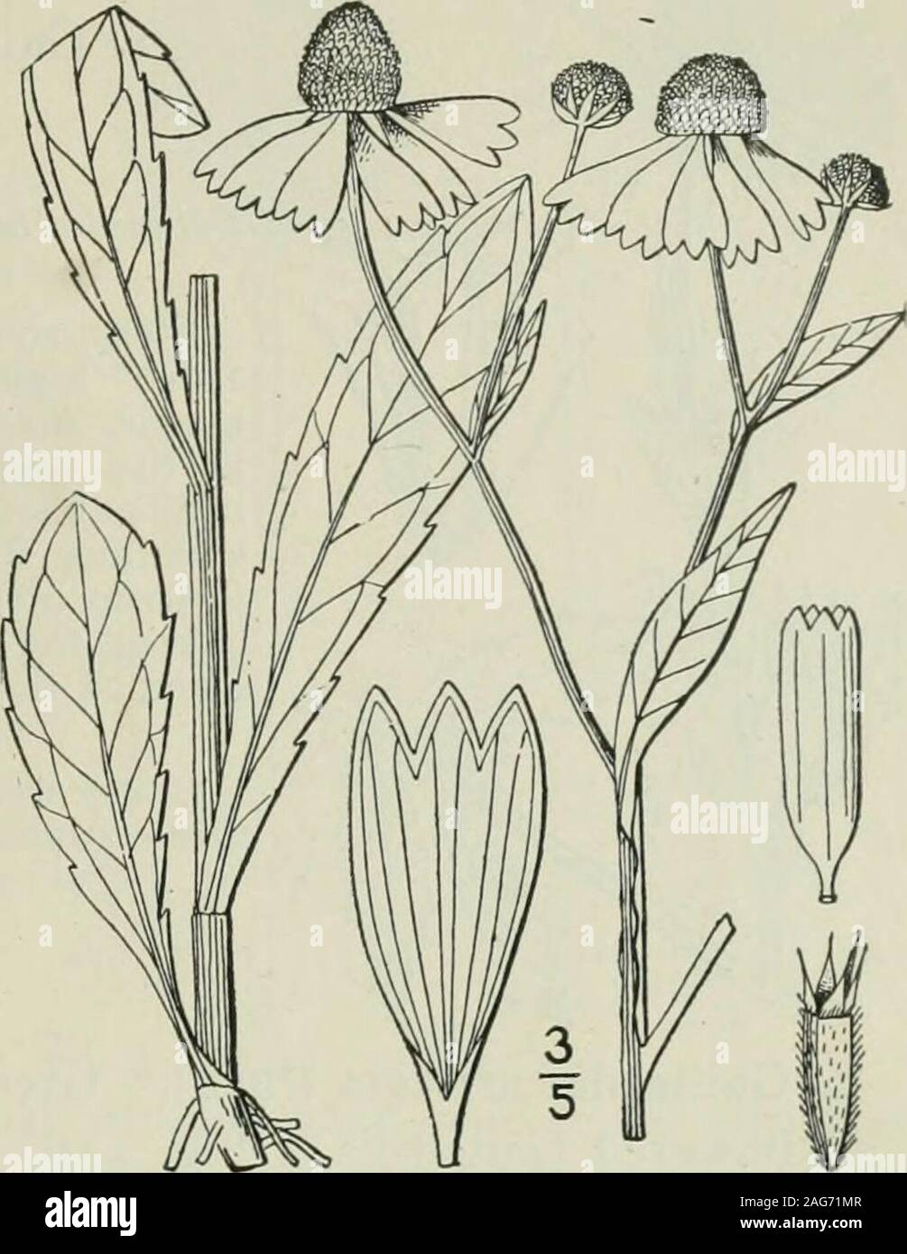 . An illustrated flora of the northern United States, Canada and the British possessions : from Newfoundland to the parallel of the southern boundary of Virginia and from the Atlantic Ocean westward to the 102nd meridian. 3. Helenium tenuifolium Xutt. Fine-leaved Sneezeweed. Fig. 4544. H. tenuifolium Nutt. Journ. Phil. Acad. 7: 66. 1S34. Annual; glabrous or minutely pubescent above;stem slender, very leafy and usually muchbranched, 8-24 high. Leaves all linear-filiform,entire, sessile, often fascicled, ¥-i¥ long, h orless wide; heads several or numerous, corym-bose, 9-i5 broad, borne on slende Stock Photo