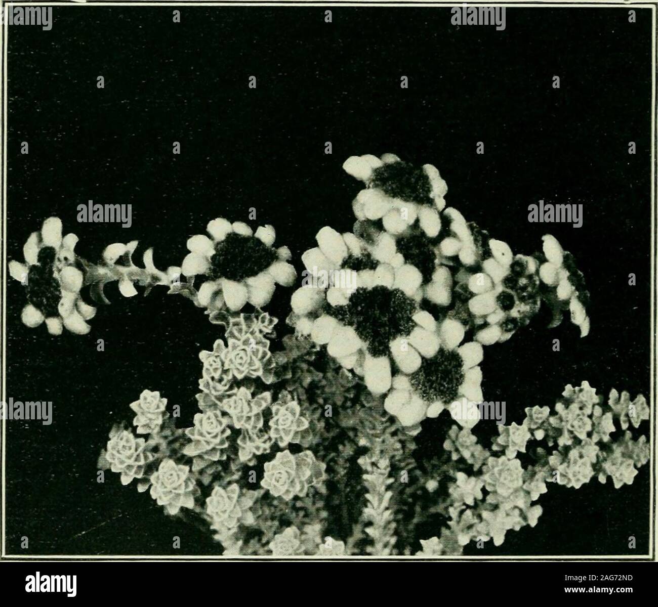 . Plants of New Zealand. Fig. 149. Raoulia mammillaris. 428 PLANTS OF NEW ZEALAND many parts of tlie world there are no examples of thesecurious and interesting forms of vegetation, except amongstthe mosses. In New Zealand, however, there is quite a largenumber of phanerogamic cushion-plants. The most typicalexamples are to be found in the genera Baoulia and Haastia.When species of these genera are covered with woolly hairs,. Fi^. 150. Helichrysum graiidiceps (j nat. size). they may, from a short distance, so resemble a sheep, as todeceive the unwary. Hence has arisen the name, vegetablesheep, Stock Photo