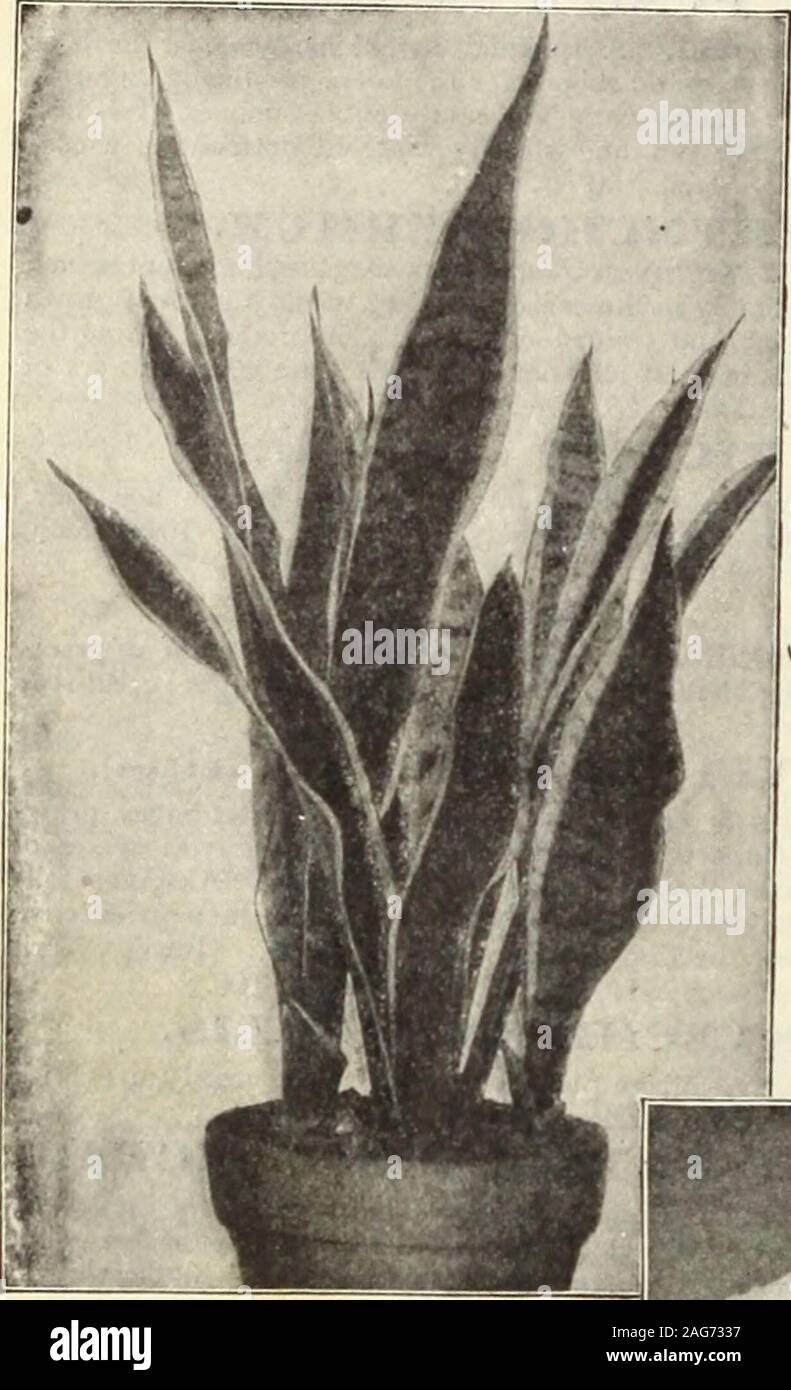 . Dreer's 1913 garden book. STIGMAPHYLLON Cll-IATUM. Sanseviekia Zeylanica Laurbnxii SANSEVIERIA. Zeylanica. An elegant variegated plant,especially adapted for house decoration,the thick, leathery leaves standing theheat and dust of the house with im-punity. 15 cts. each; $1.50 per doz. Zeylanica Laurentii. The ordinary San-sevieria Zeylanica offered above, with itsthick, leathery foliage of dark green, ir-regularly transversely variegated with sil-very-gray markings; has long been rec-ognized as one of the best plants for thehouse, succeeding under the most ad-verse conditions and always pres Stock Photo