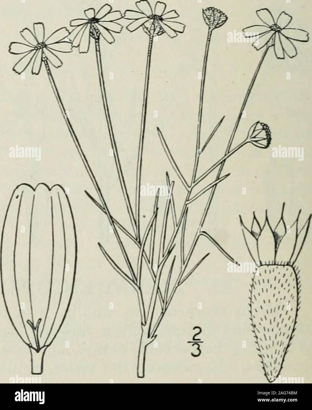 . An illustrated flora of the northern United States, Canada and the British possessions : from Newfoundland to the parallel of the southern boundary of Virginia and from the Atlantic Ocean westward to the 102nd meridian. o spatulate ; branches of the caudex short and thick. Bracts of the involucre acutish. 3- T. acaulis. Bracts of the involucre obtuse, rounded. 4- T- herbacea. I. Tetraneuris linearifolia (Hook.) Greene.Fine-leaved Tetraneuris. Fig. 4537- Hymenoxys linearifolia Hook. Icon. pi. 146. 1837.Actinella linearifolia T. & G. Fl. X. A. 2: 383. 1842.T. linearifolia Greene, Pittonia 3: 3 Stock Photo