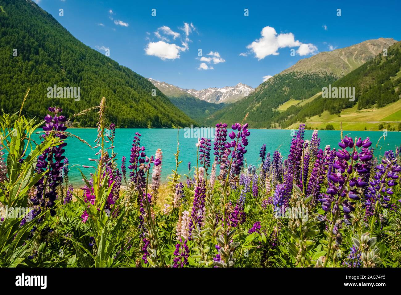 Panoramic view of the Vernagt-Stausee, a water reservoir in the high altitude valley Schnalstal, alpine flowers blooming Stock Photo