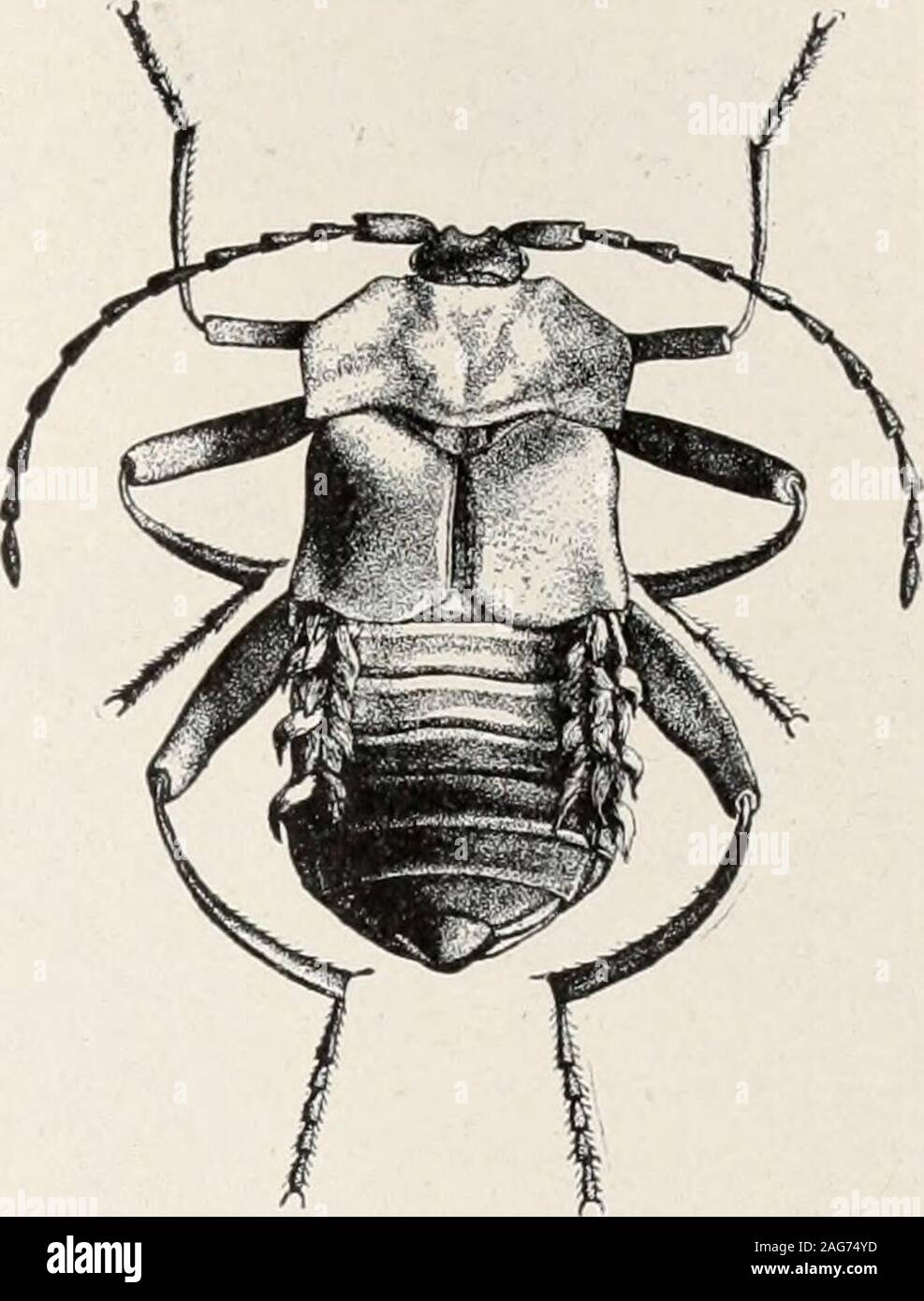 . Ants; their structure, development and behavior. vations inmore than thirty special papers (seeliterature in Appendix E) and never tires of referring to these insectsin his more general works. The following paragraphs, taken fromone of his papers (1897^0, give a summary of the life-history ofthese beetles: The Lomechusa group, embracing the palearctic genera Loinc-chusa and Atemeles and the nearctic genus Xenodusa, contains, froman ethological point of view, the most interesting and at the same timethe largest of the true ant-guests (symphiles) of the north temperateregion. These Staphylinic Stock Photo