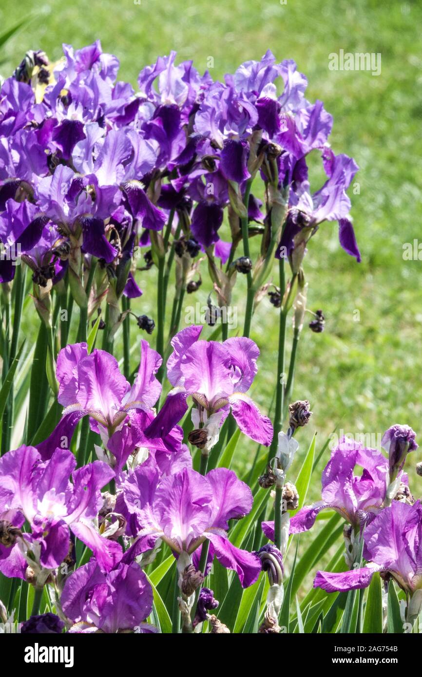 Colorful flowers garden summer june irises flower bed Stock Photo