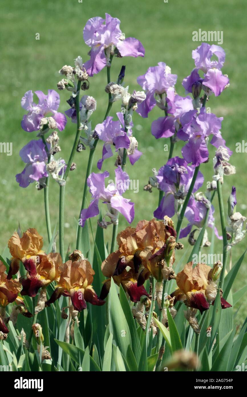 Colorful flowers garden summer june irises Stock Photo