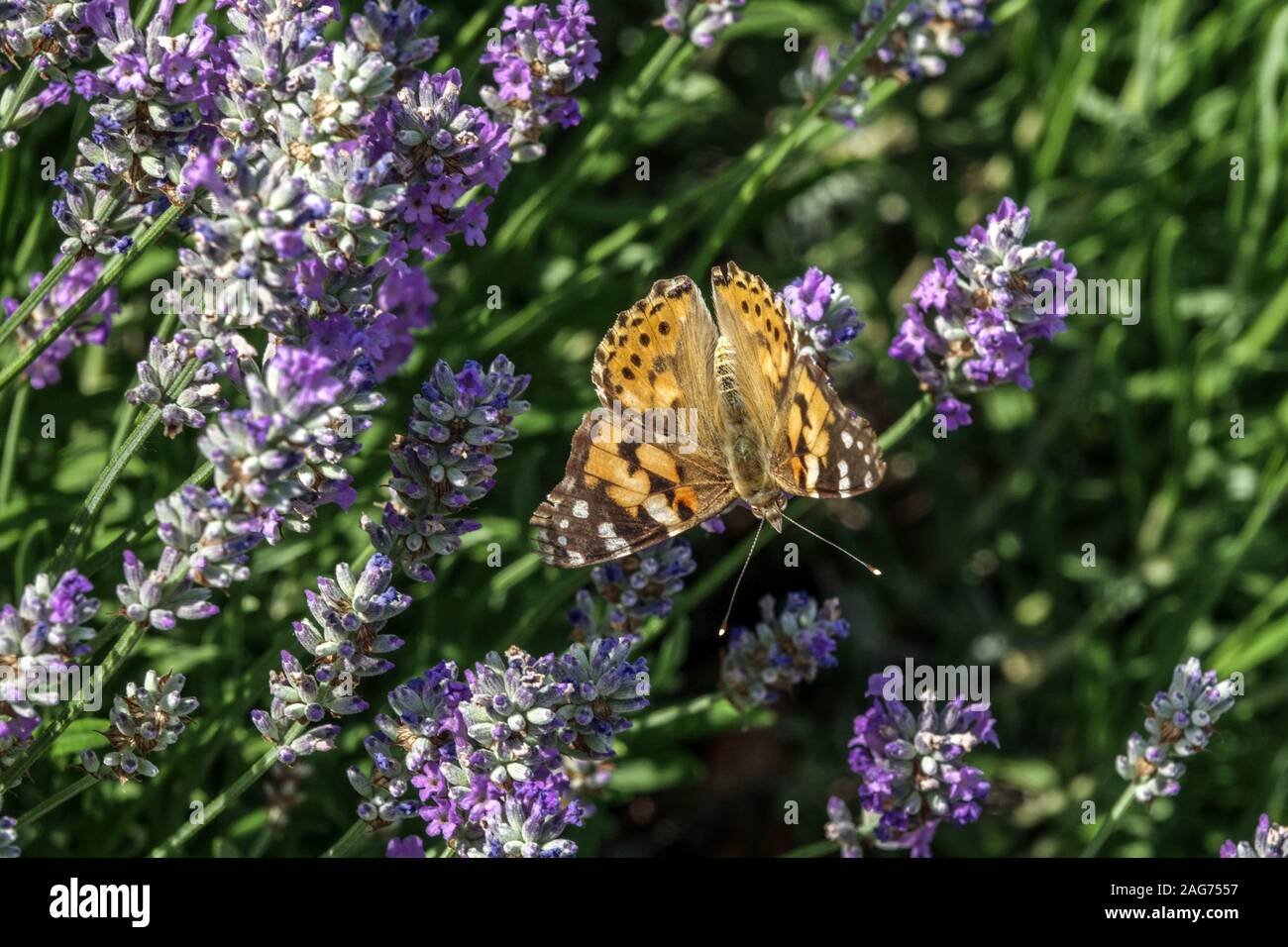 Painted lady Vanessa cardui on Lavender Butterfly on flower garden Stock Photo