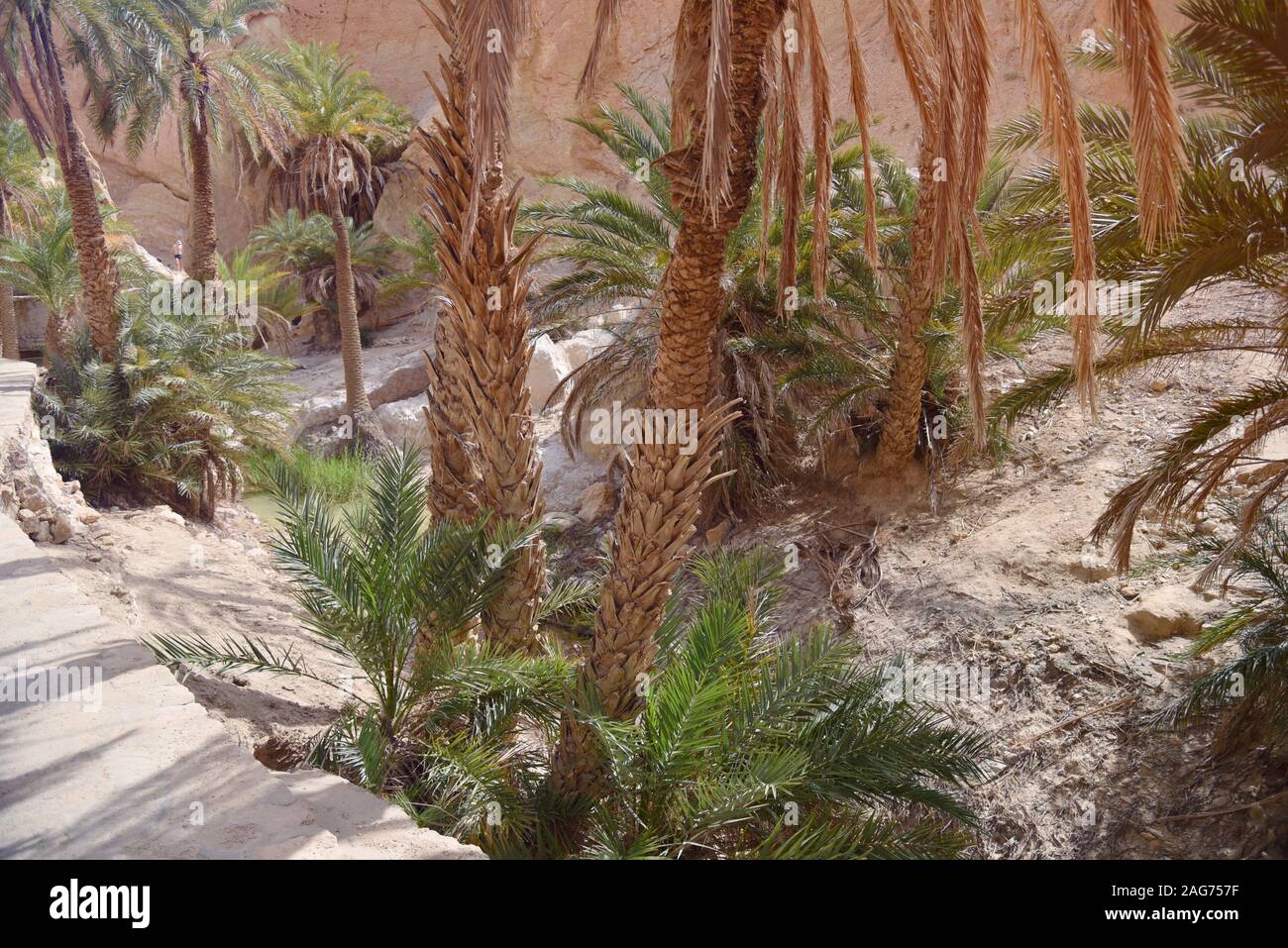 CHEBIKA, TN - JULY, 2019: Chebika Oasis lies at the foot of the ...