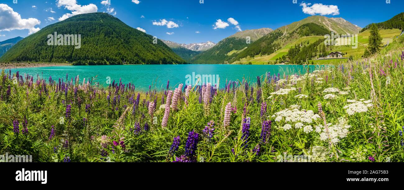 Panoramic view of the Vernagt-Stausee, a water reservoir in the high altitude valley Schnalstal, alpine flowers blooming Stock Photo