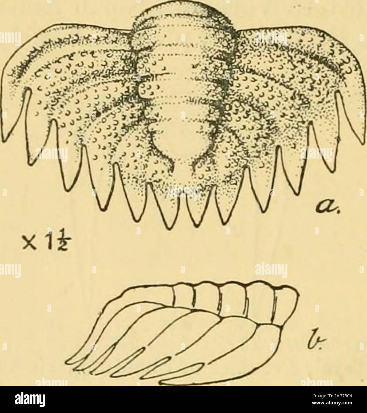 Geological Magazine Rrations On Each Side For Thisform Of Pygidium Bergeron Adopts Meeks Generic Name Olenoides With Which It Certainly Agrees Most Closely I Should Venture Tosuggest To Herr Monke That