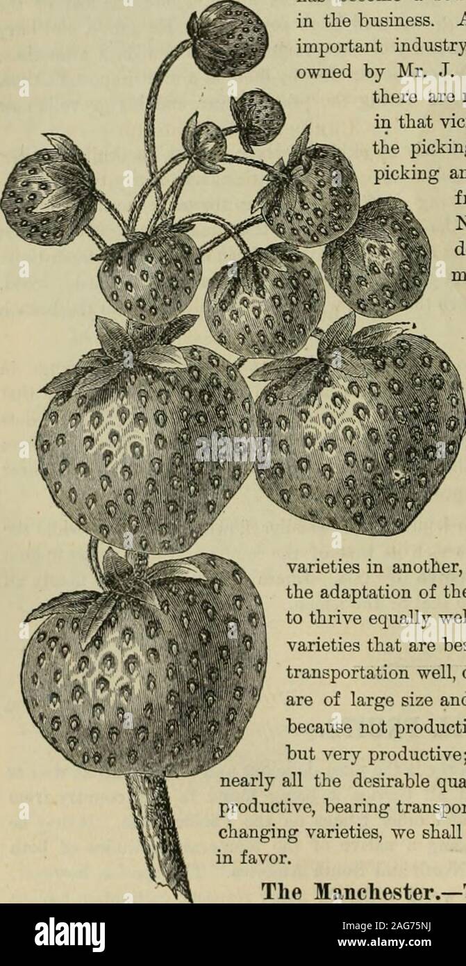 . The American farmer. A complete agricultural library, with useful facts for the household, devoted to farming in all its departments and details. easing. As with all other fruits,some varieties give the most satis-factory results in one section, othervarieties in another, according to the soil and cUmate andthe adaptation of the plants to each, while some kinds seemto thiive equally well in all sections. Then there are some arieties that are best suited to home use, they not bearingtransportation well, others that are quite the reverse. Someare of large size and excellent flavor, but are no Stock Photo