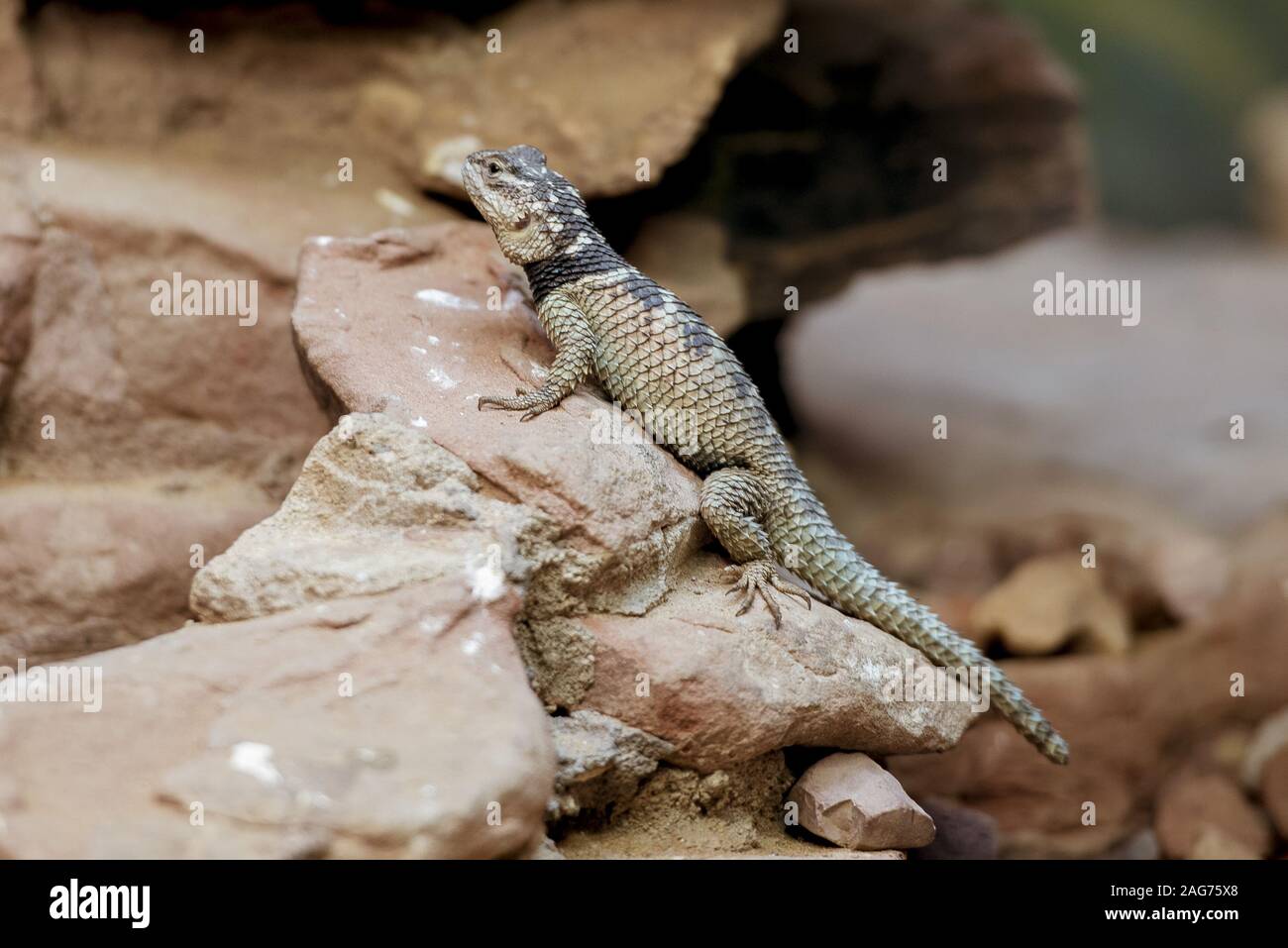 Closeup shot of an agama lizard on a rock with a blurred background Stock Photo