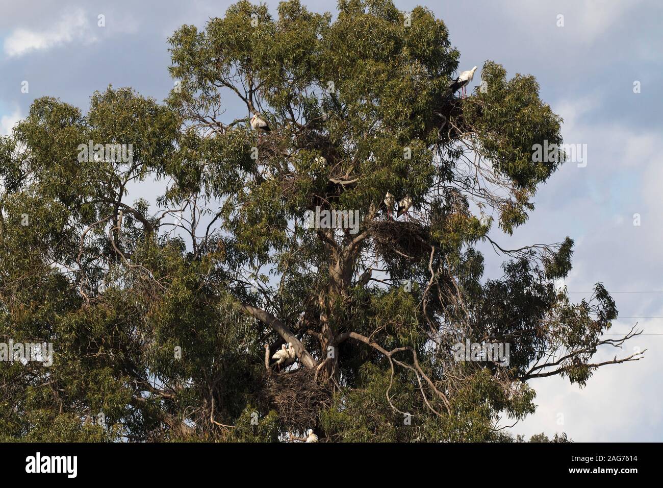 White stork Ciconia ciconia nesting in Blue gum Eucalyptus globulus near Penilhos Alentejo Region Portugal February 2017 Stock Photo