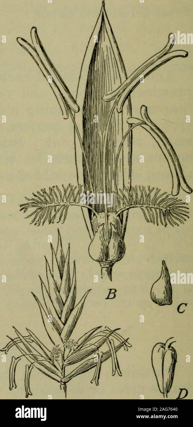 . Foundations of botany. Fig. 2. —Diagram of Inflorescenceof a Grass. g