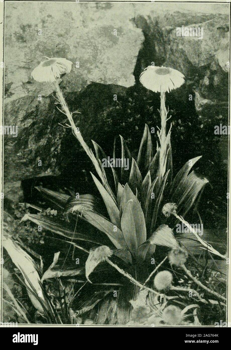 . Plants of New Zealand. cottonybelow. Head J in.-l|in. broad, bracts often black at the tips. Achene glabrousor silky. Both islands ; Stewart Island. Fl. Dec.-March. Celmisia vernicosa {The Varnished Celmisia). Leaves in rosettes, sessile, 1 in.-4 in. long, ^ in.-J in. broad, thick, rigid,sometimes slightly serrate at the tip. Flower-stem 1 in.-8 in. high, with broadbracts. Disk-florets purple, rays white. Achene roughly hairy. Very shiningin all its parts. Auckland and Campbell Islands. Fl. Nov.-Dec. Closely allied to the genus Olearia, and differing from itchiefly in habit, is the genus Cel Stock Photo