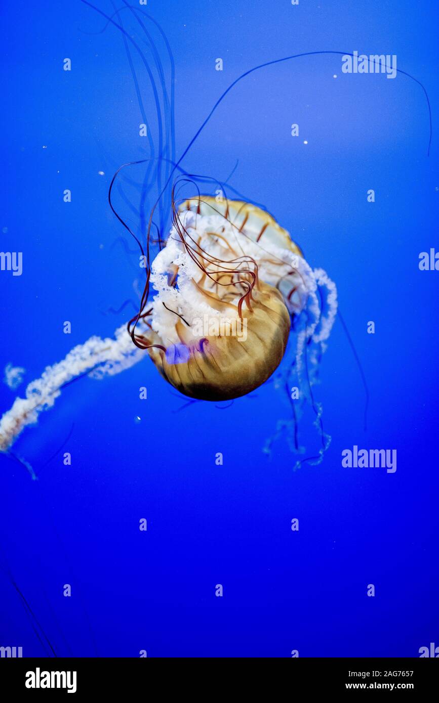 Vertical shot of beautiful jellyfish underwater with a blue background ...