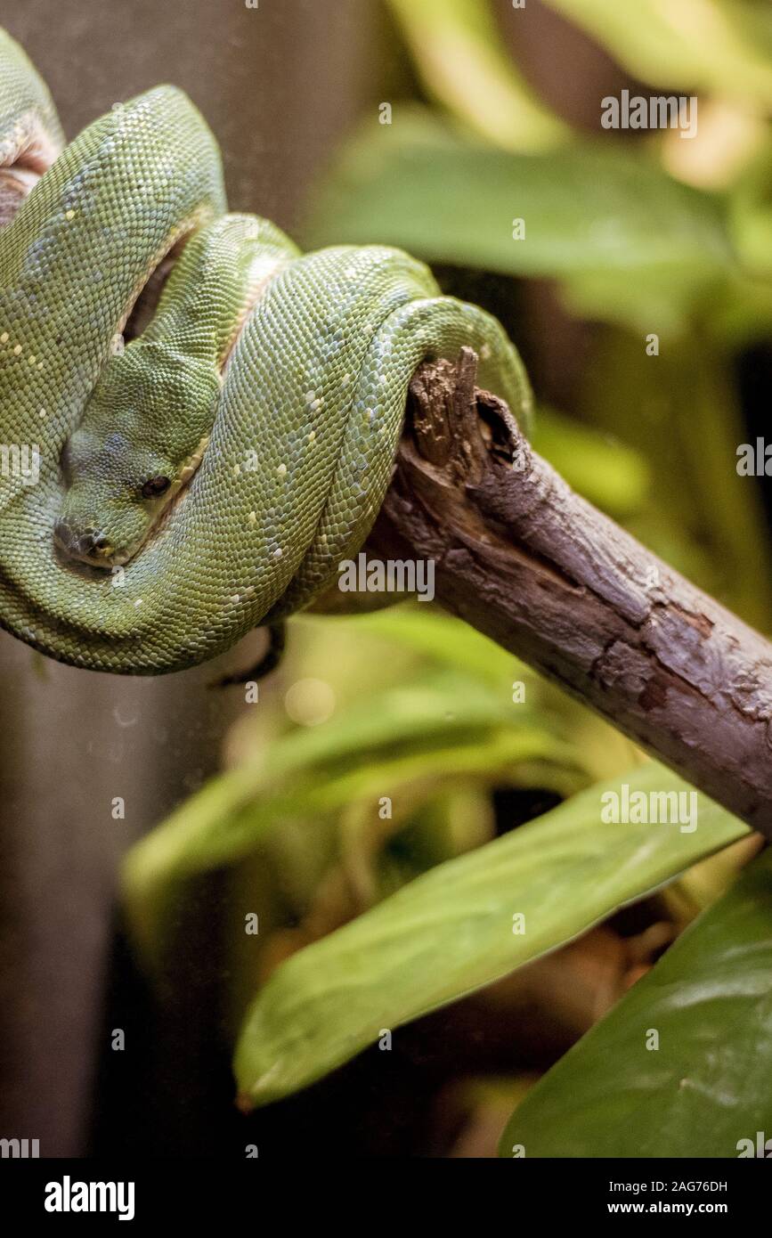 Snake Wrapped Around Tree High Resolution Stock Photography and Images ...