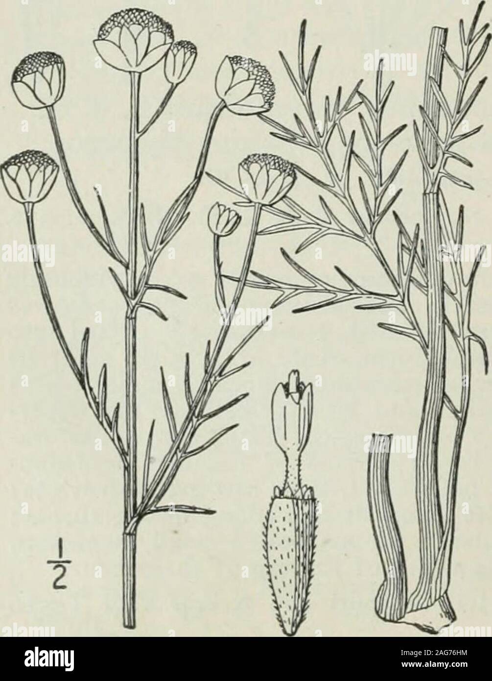 . An illustrated flora of the northern United States, Canada and the British possessions : from Newfoundland to the parallel of the southern boundary of Virginia and from the Atlantic Ocean westward to the 102nd meridian. racts of the involucreobovate-oblong, usually densely tomentose; co-rolla white, its lobes slightly shorter than thethroat; achenes densely villous-pubescent; pappusof several oblong to ovate, ribbed or nerved scales,which are about as long as the width of the topof the achene or shorter. On dry prairies. South Dakota to Nebraska, Kansasand Texas. June-Sept. 4. Hymenopappus f Stock Photo