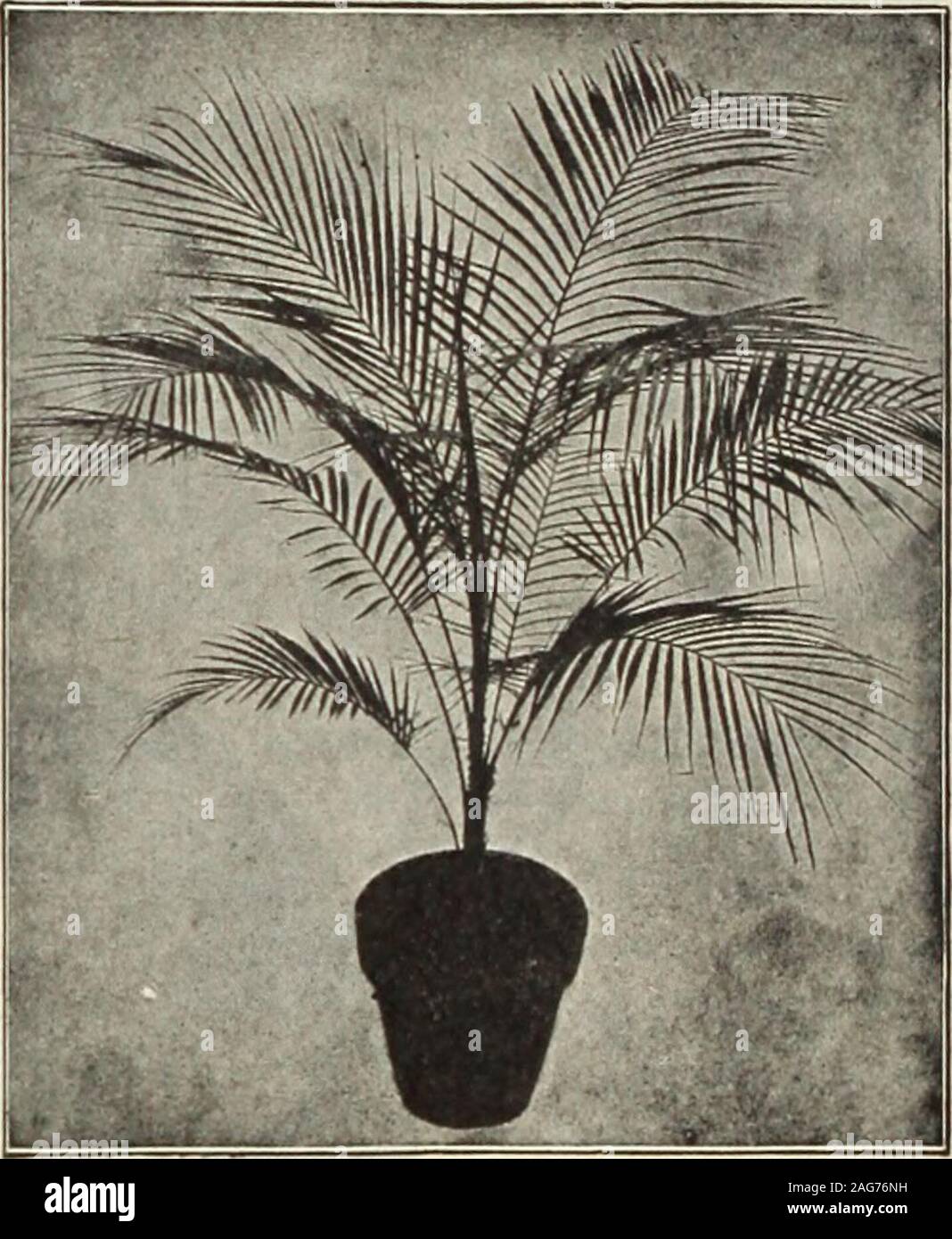 . Dreer's 1913 garden book. 30 to 36 inches high, $5.00 each.Cocos Marie Rose and Schizophylla. Both interesting, strong-growing species, useful in Florida and California, where they can be planted out. $1.50 each. COCOS WKDDELIANA. Deckeria Nobilis. A very rare Palm, with narrow, divided pinnae of alight green color, the stems closely protected with long, light-coloredspines; requires a close, high temperature. 4-inch pots, $2.50 each. Da-monorops Palembanicus (Calamus). A tropical species delight-ing in a high, moist atmosphere, finely feathered dark green foliage;stems furnished with long, Stock Photo